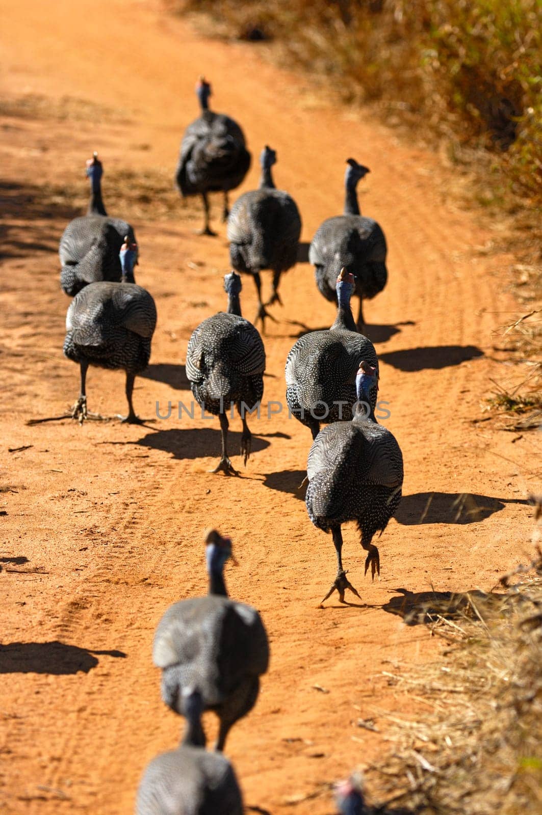 Running helmeted pearl hen,Numida meleagris