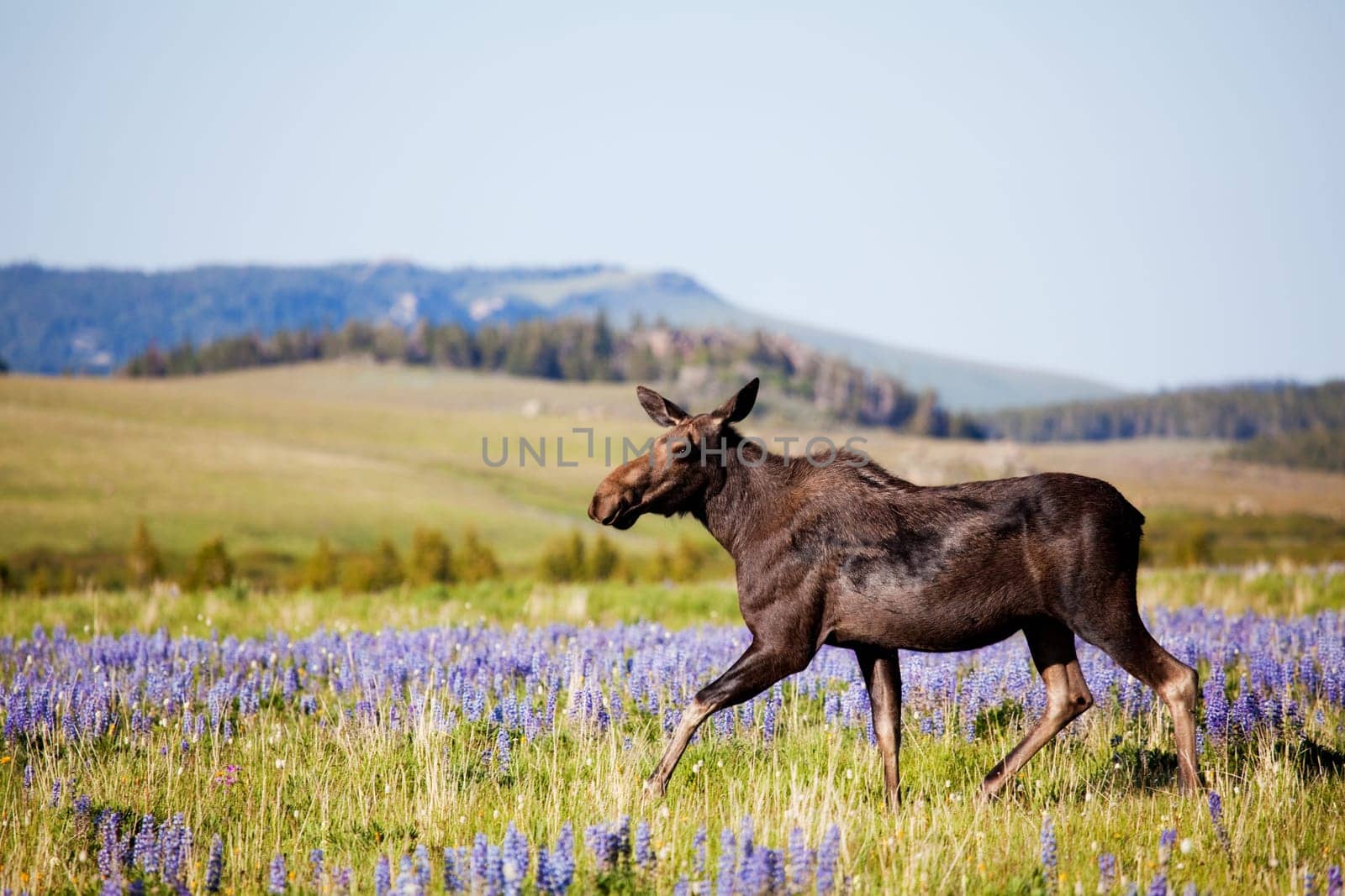 moose cow on meadow