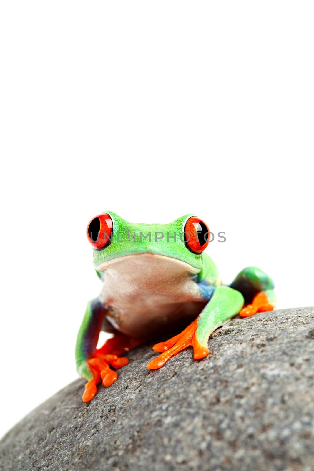 frog on a rock isolated