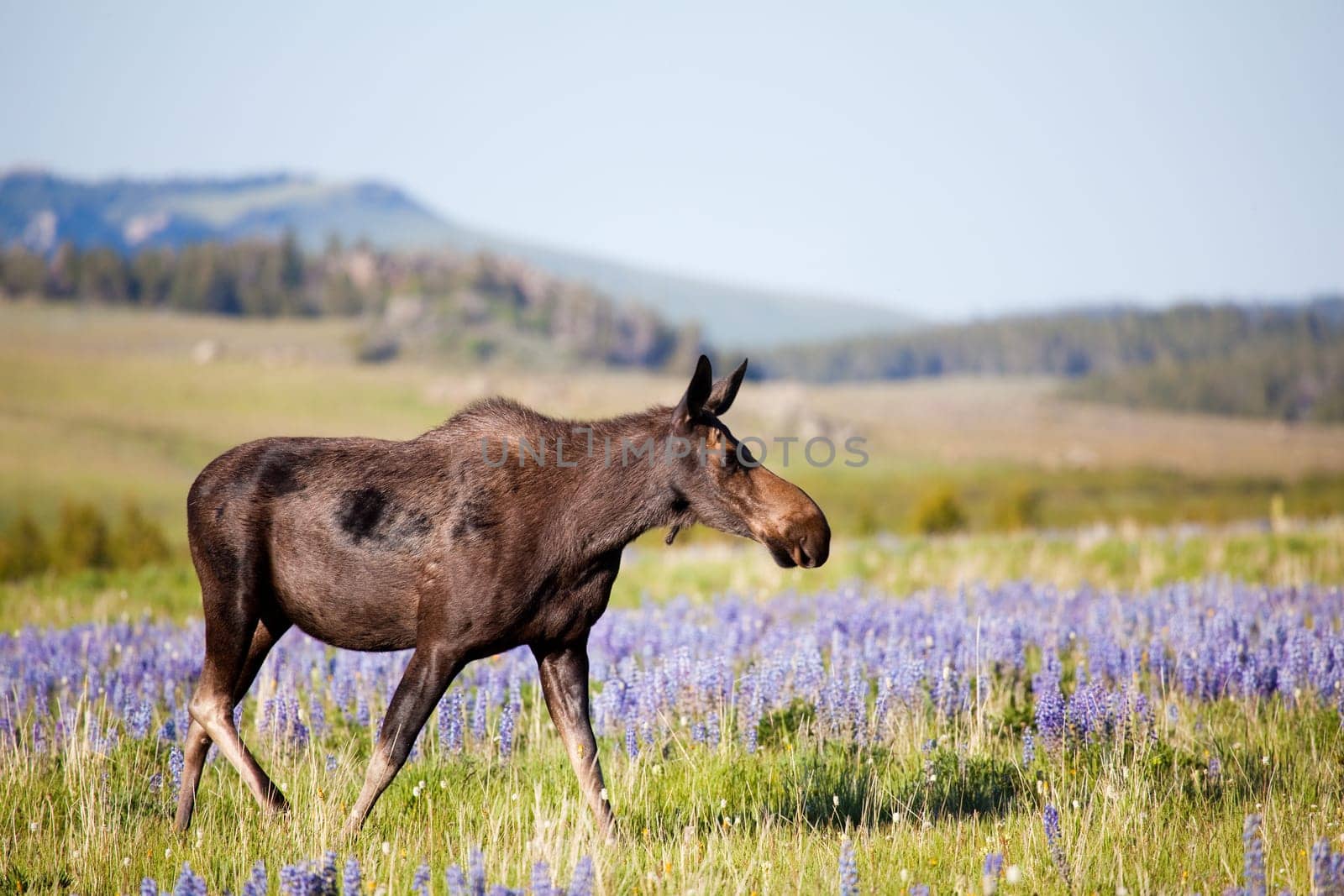 moose cow on meadow
