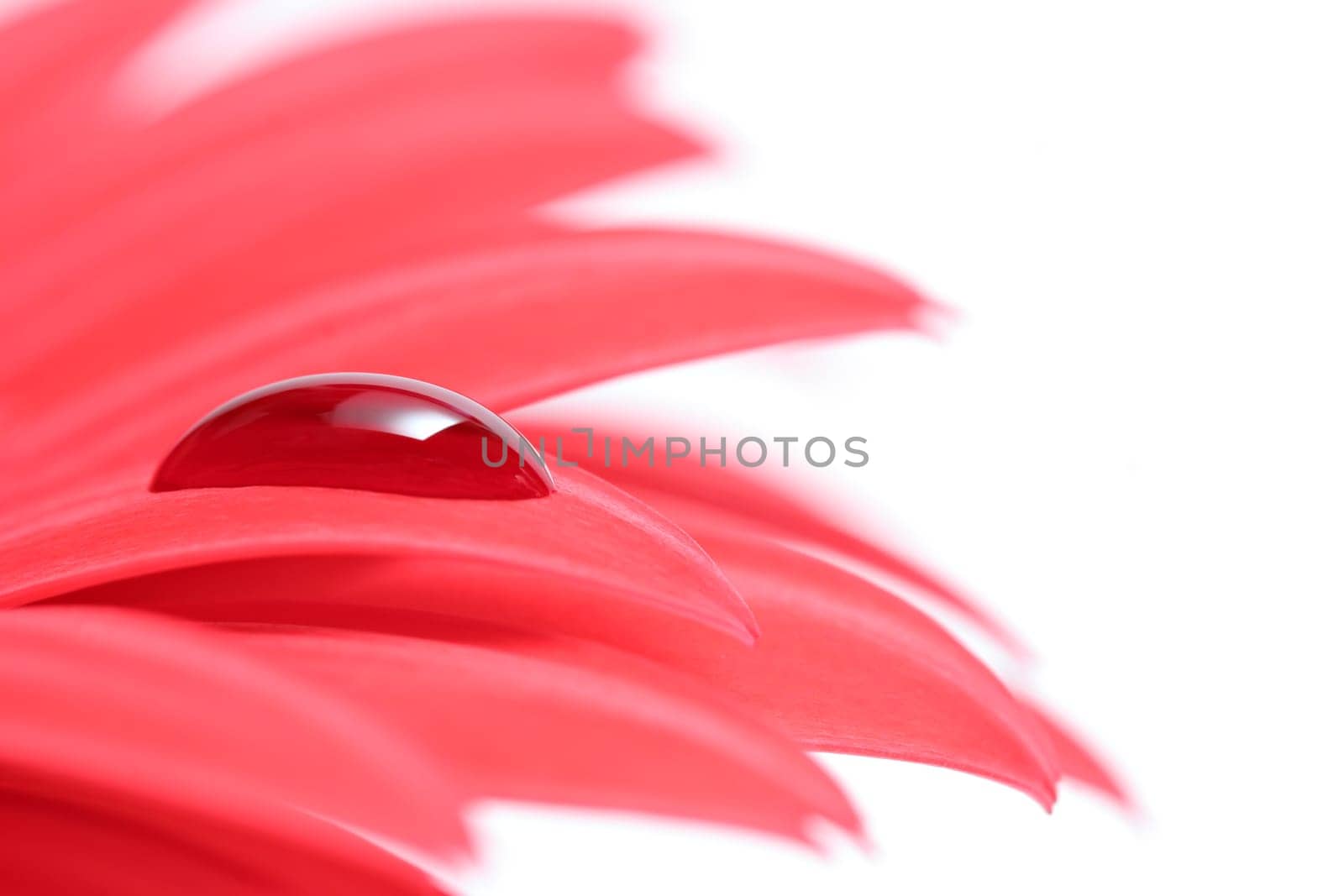 drop on flower petal
