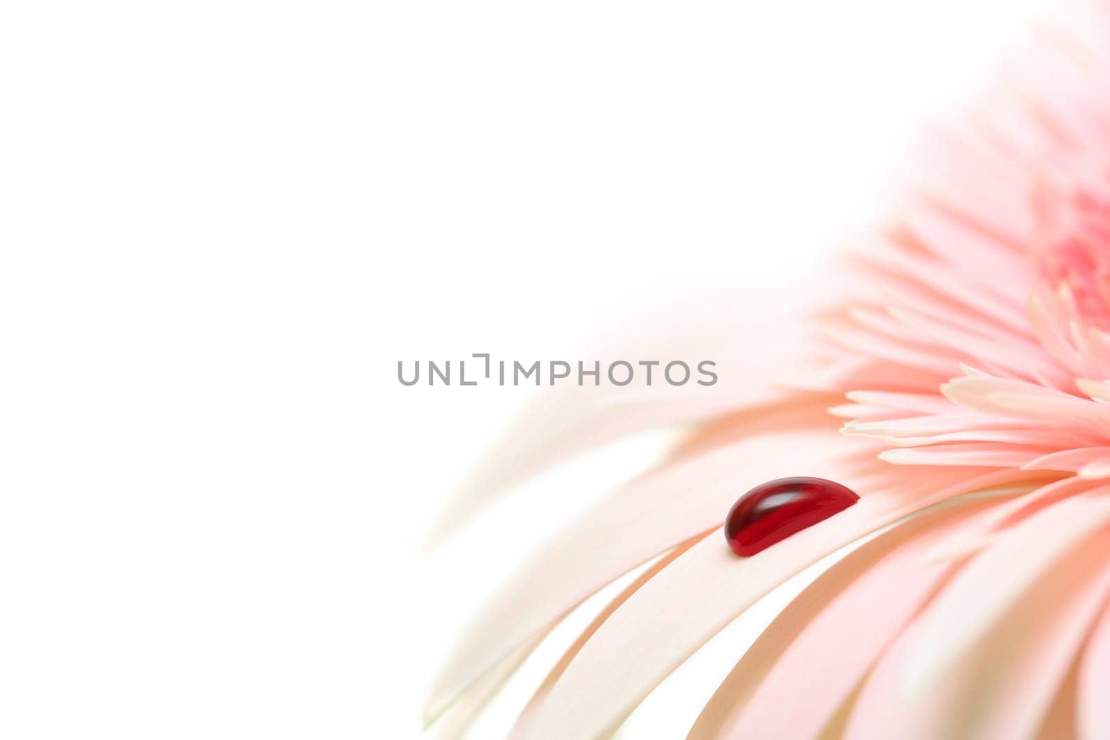 bleeding daisy
