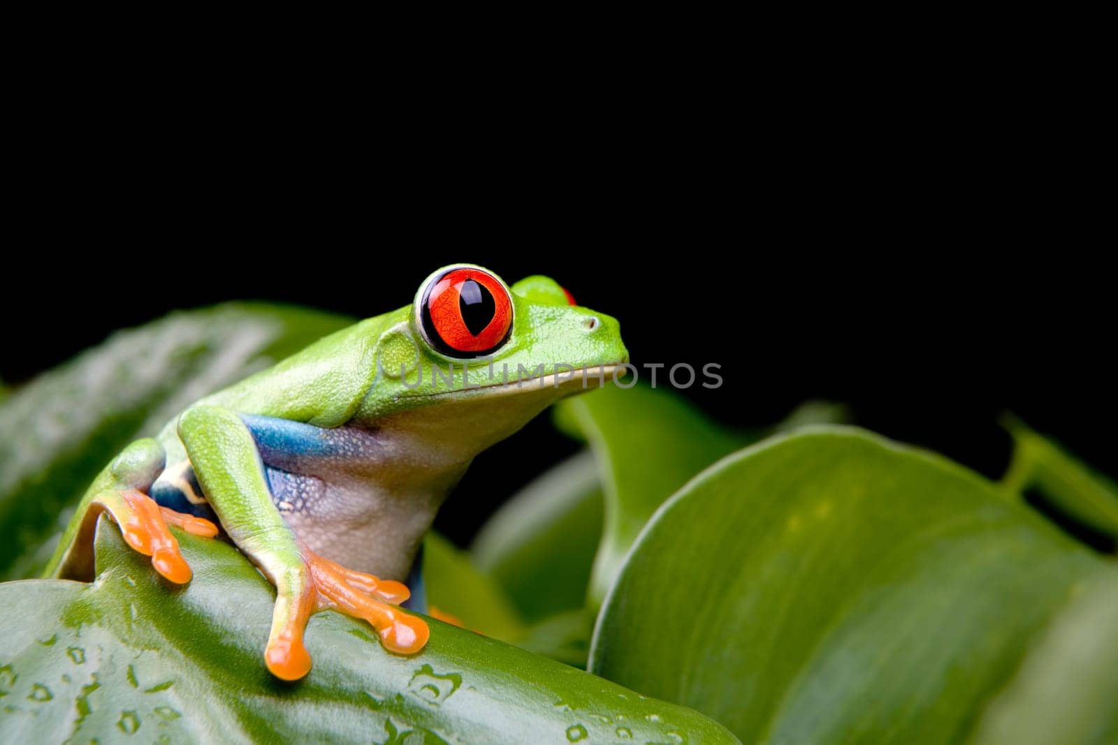 red-eyed tree frog on plant