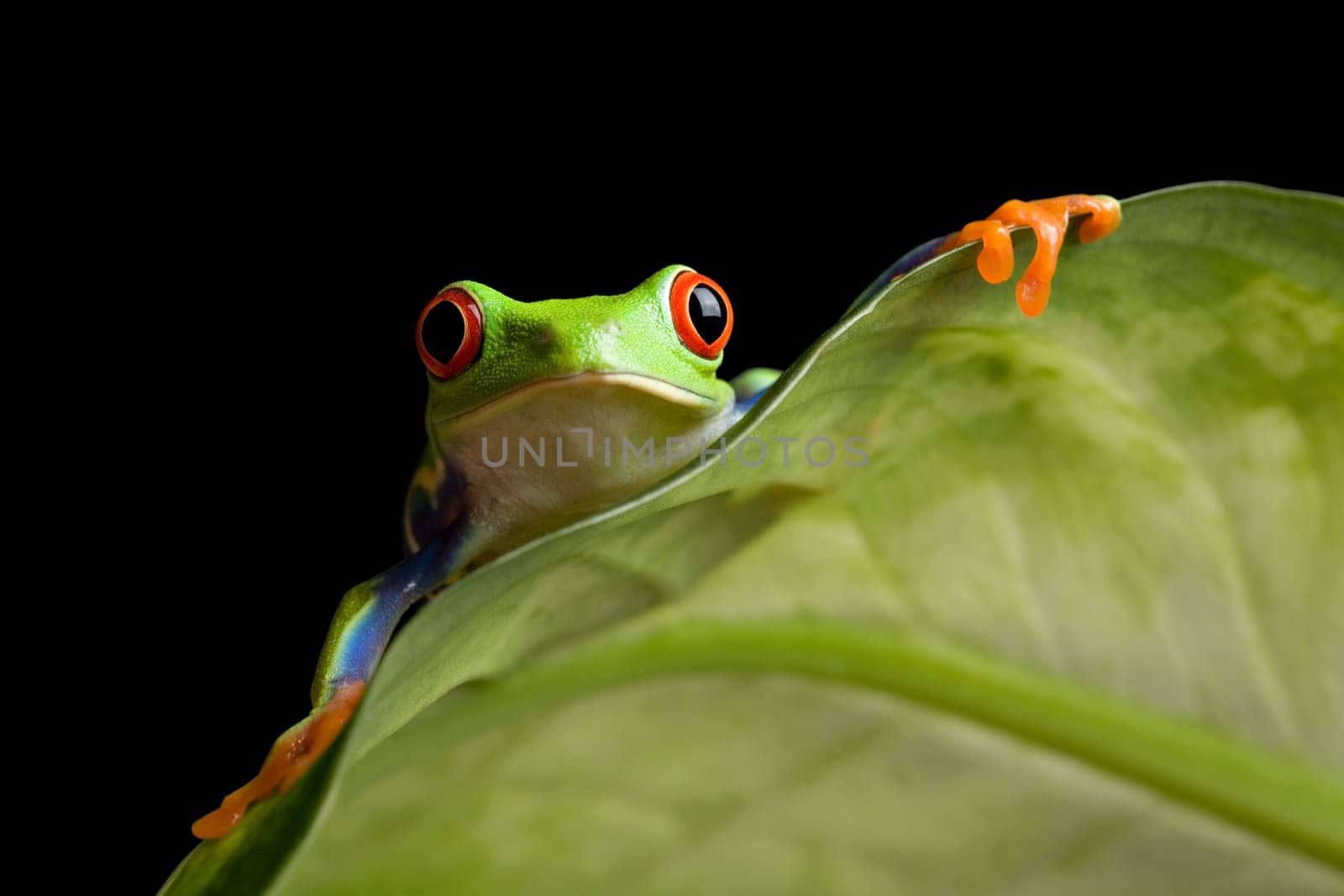 frog on a leaf isolated black