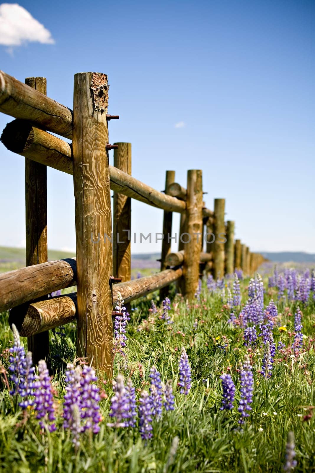 fence through field of lupin