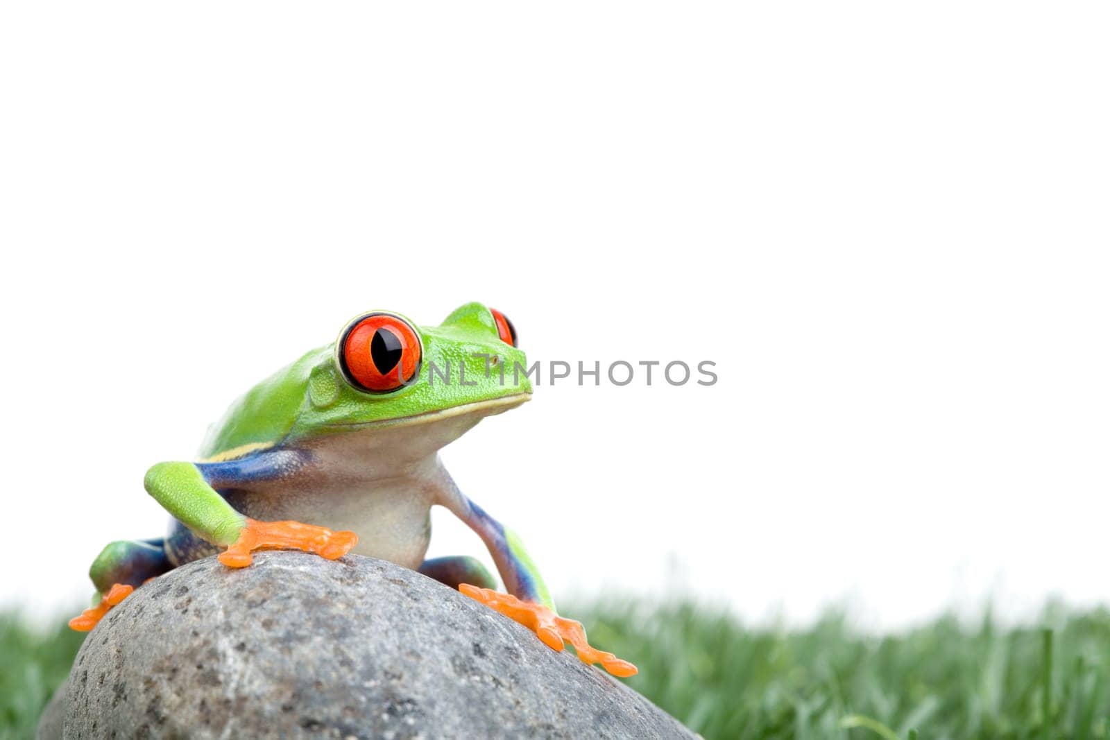 red-eyed tree frog on rock