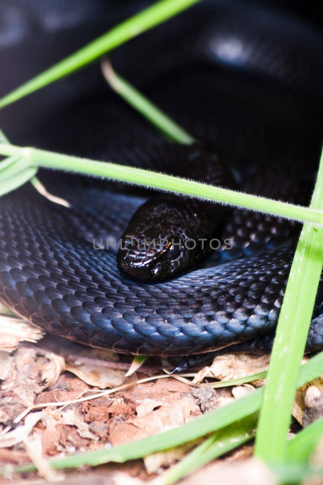 Indigo Snake