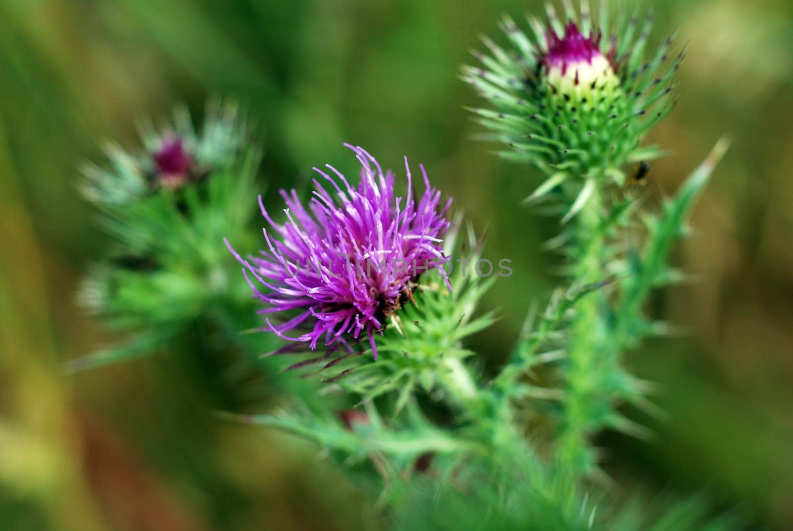 Muskrat Thistle