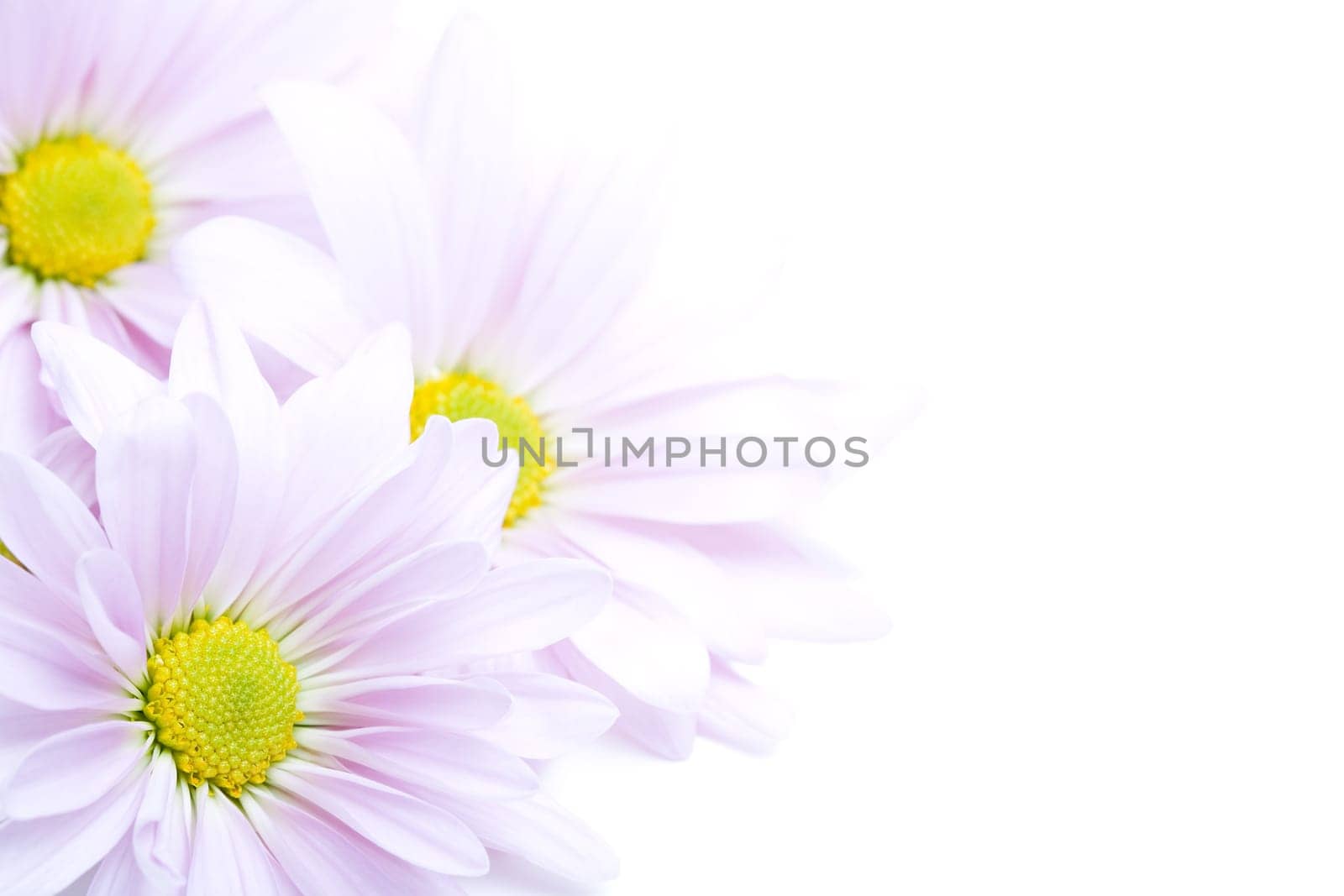 flowers border