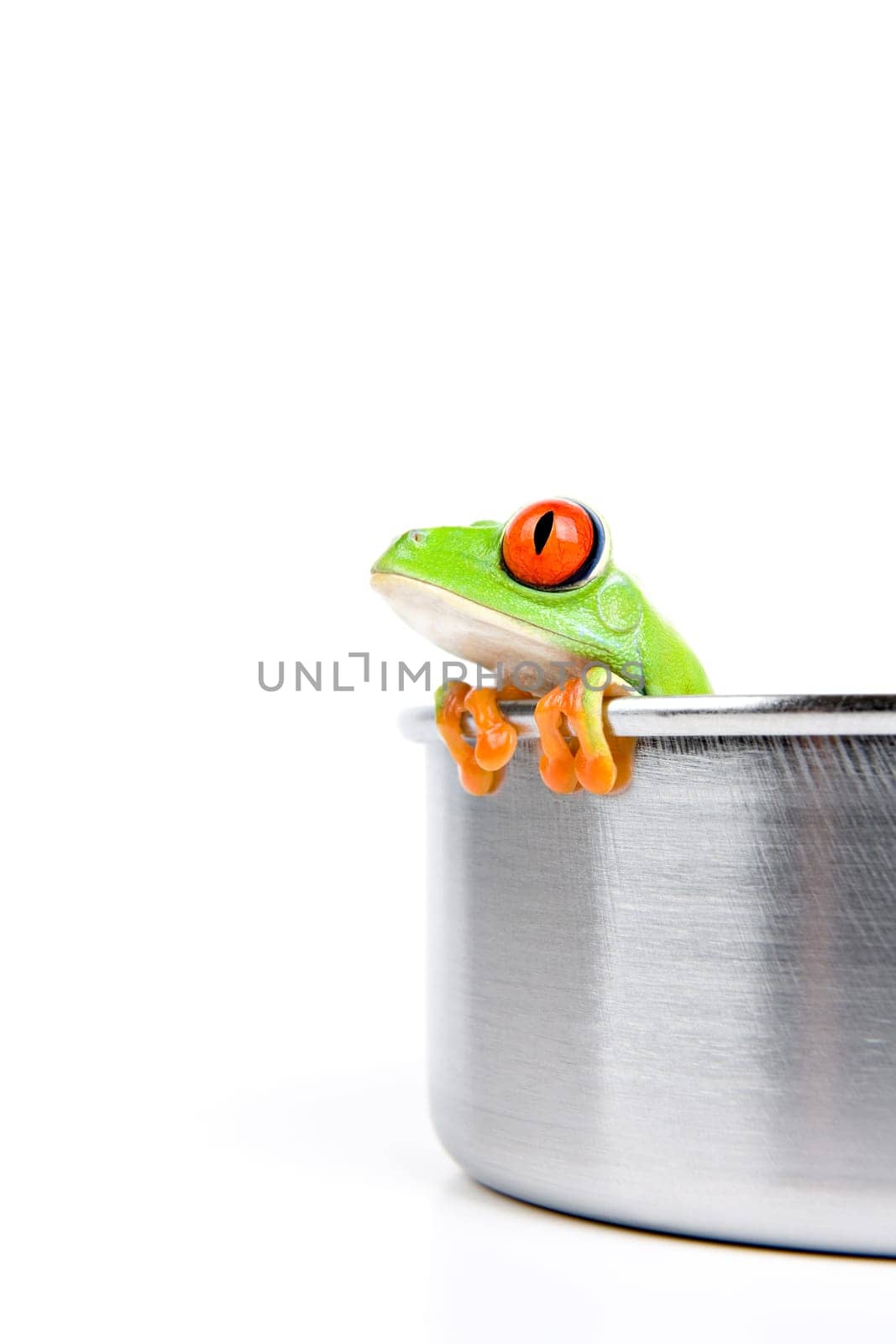 red-eyed tree frog in cooking pot