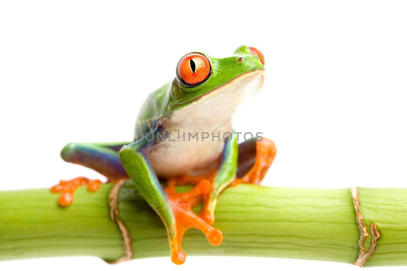 red-eyed tree frog on bamboo
