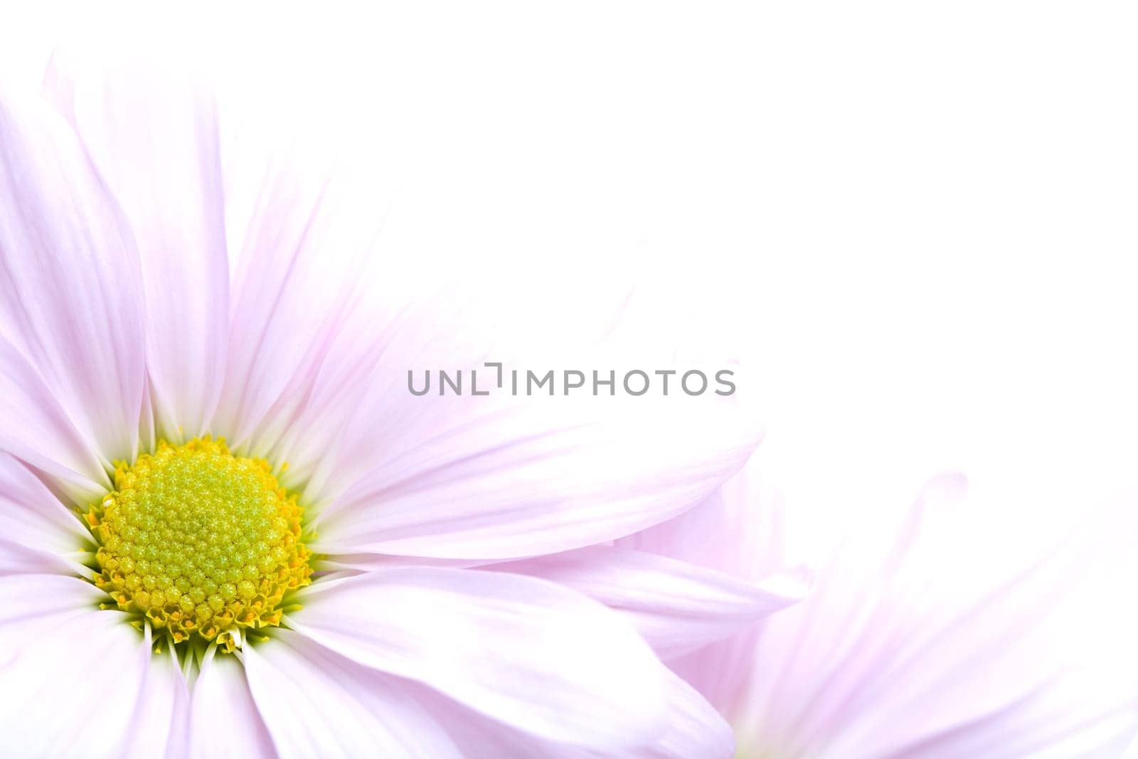 daisies high-key on white