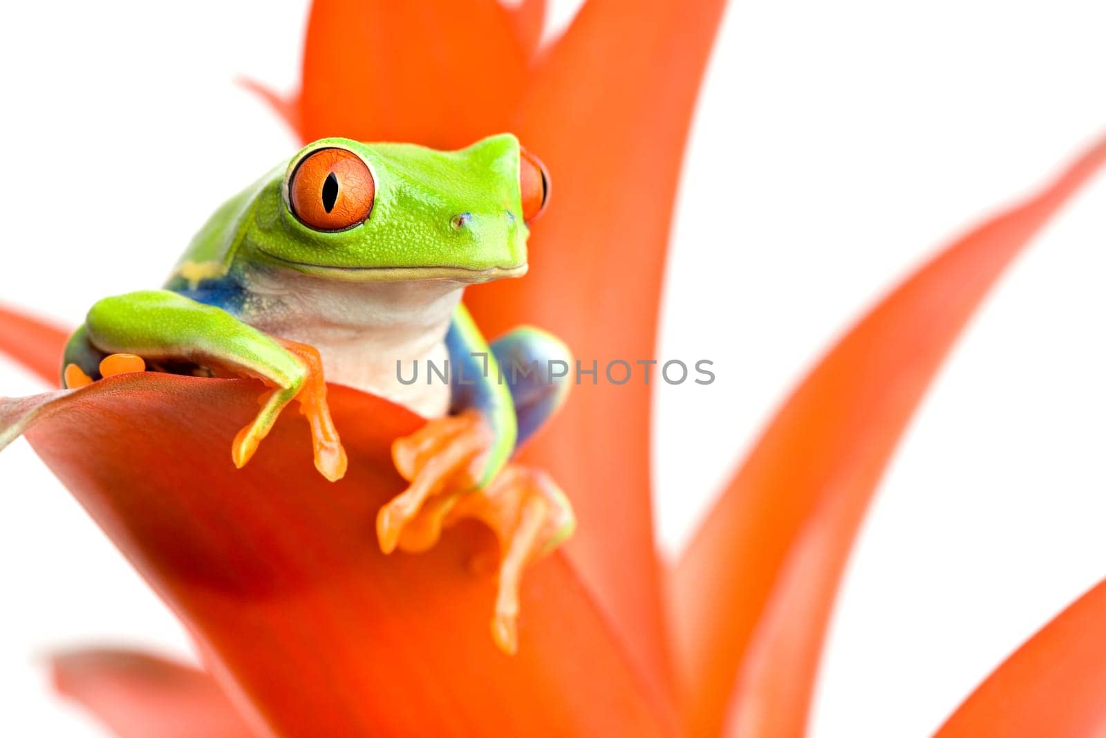 frog on his throne