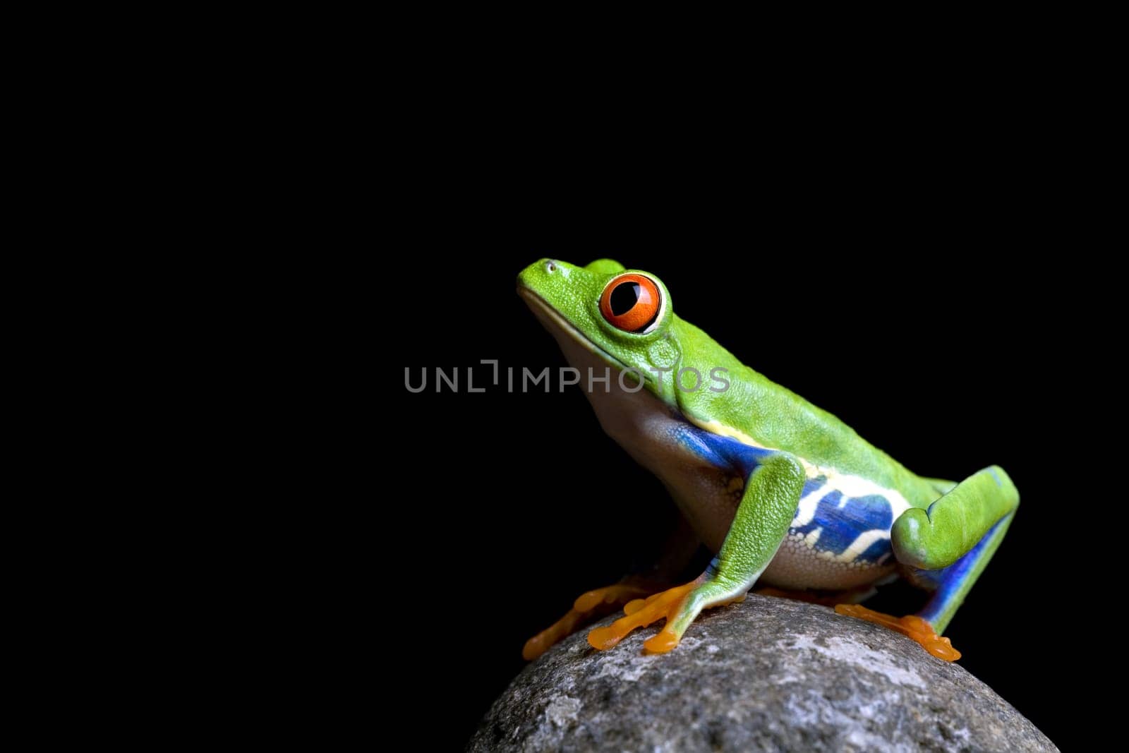 frog on rock isolated black
