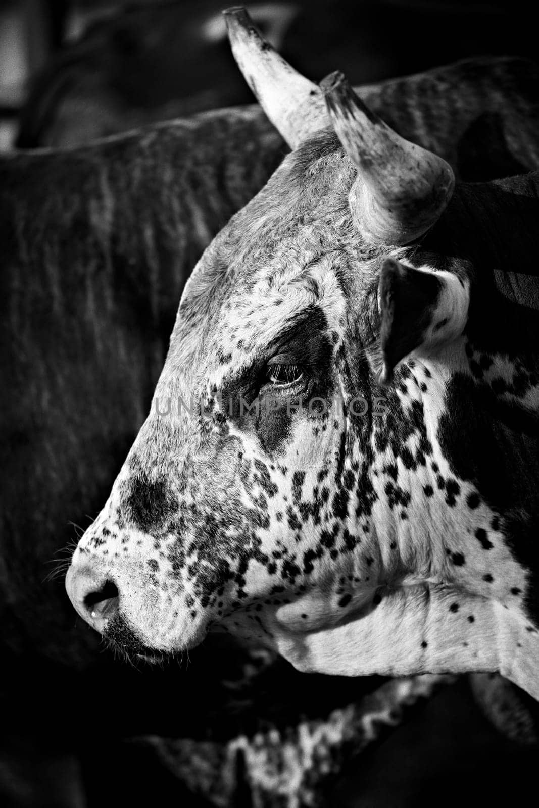 rodeo bull in black and white