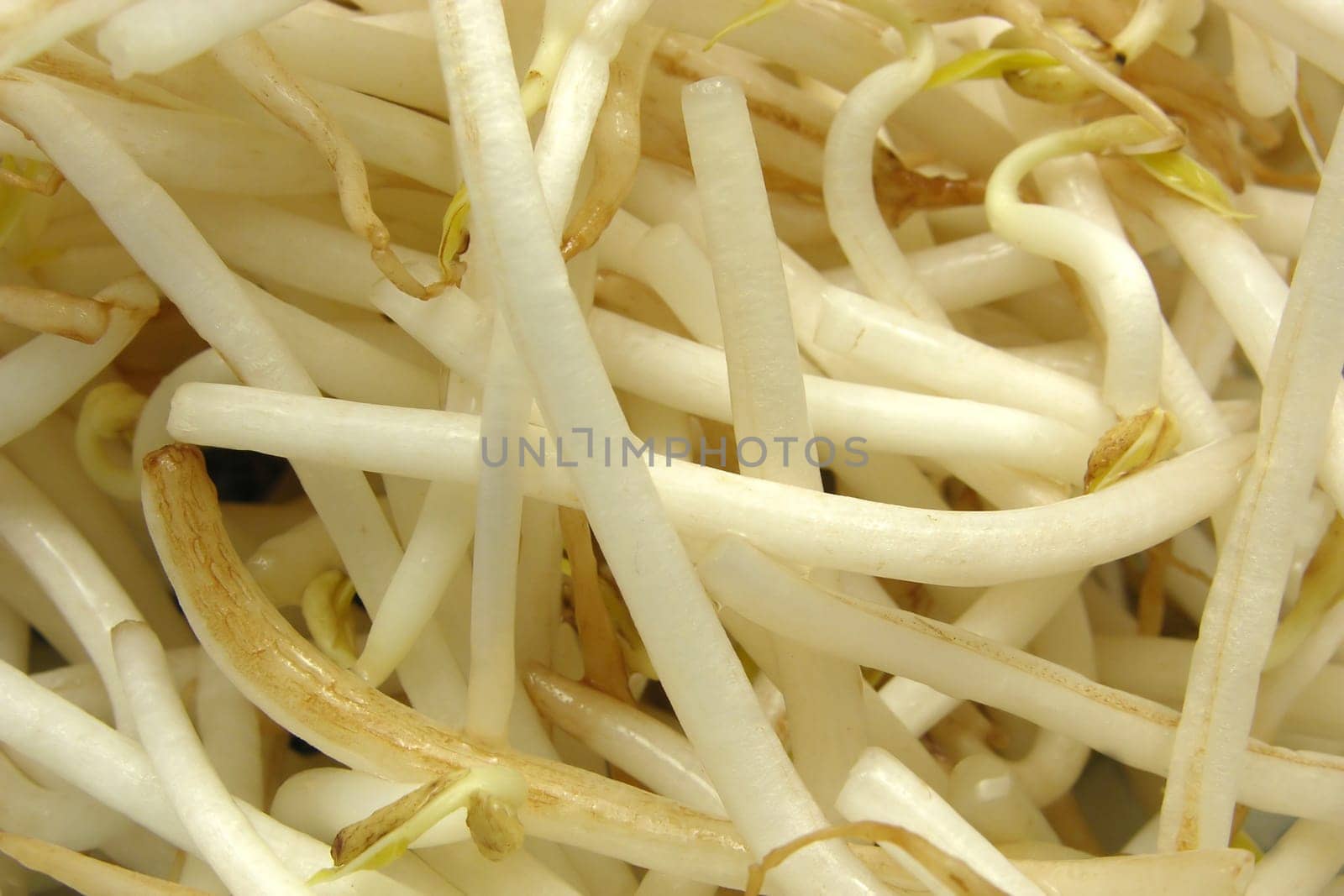 Bean sprouts in close-up