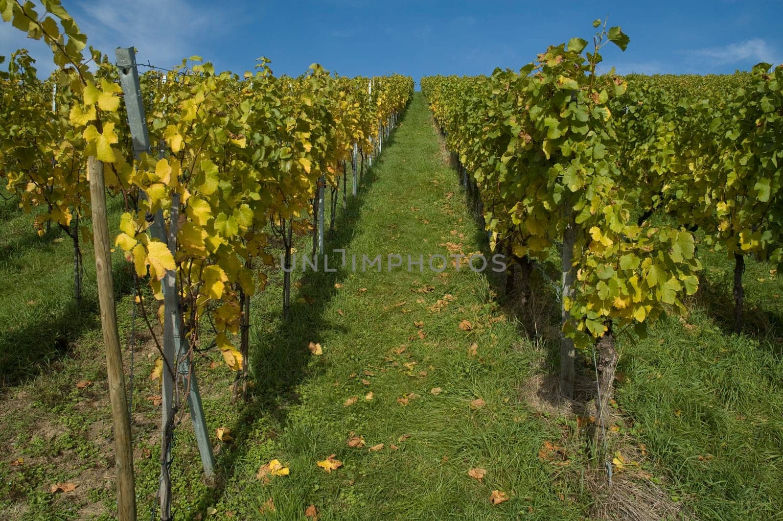 Vineyard