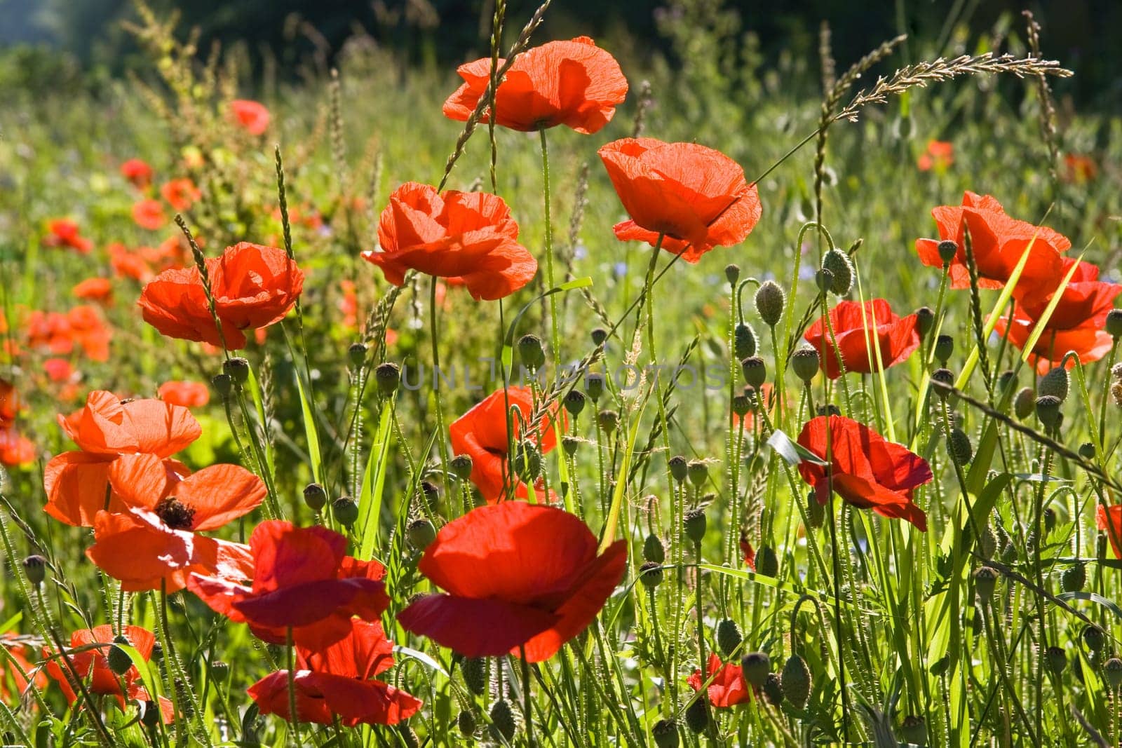 Red poppys in the sun on a summer morning