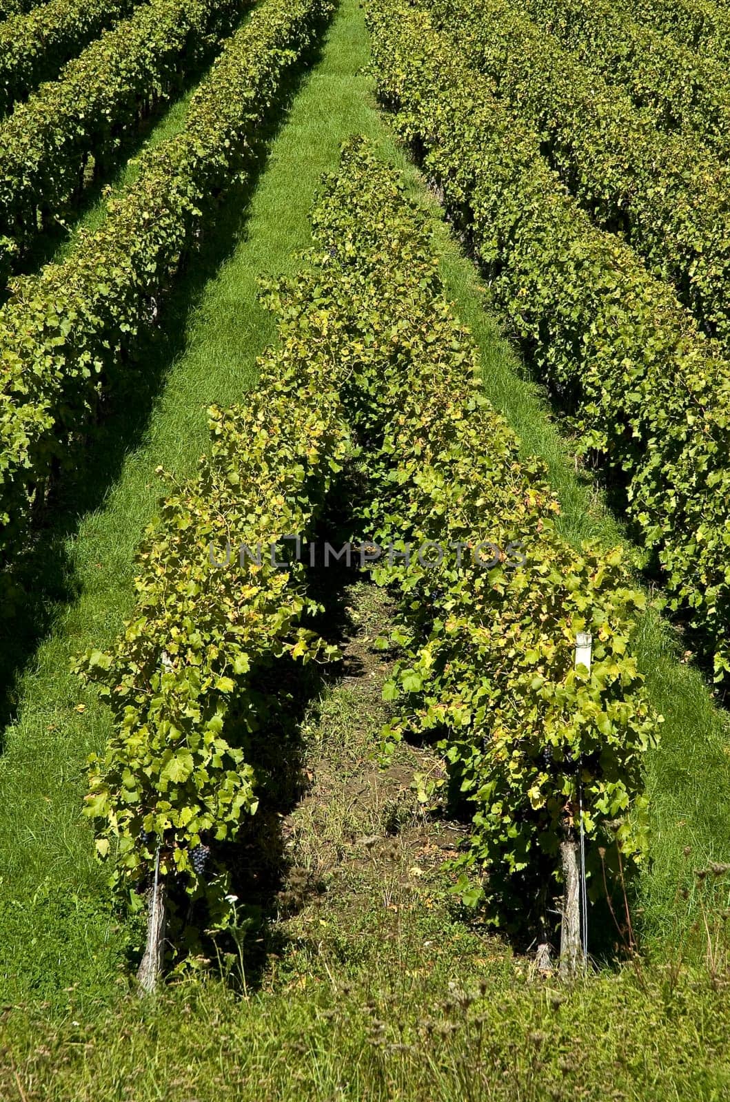 Vines in the vineyard