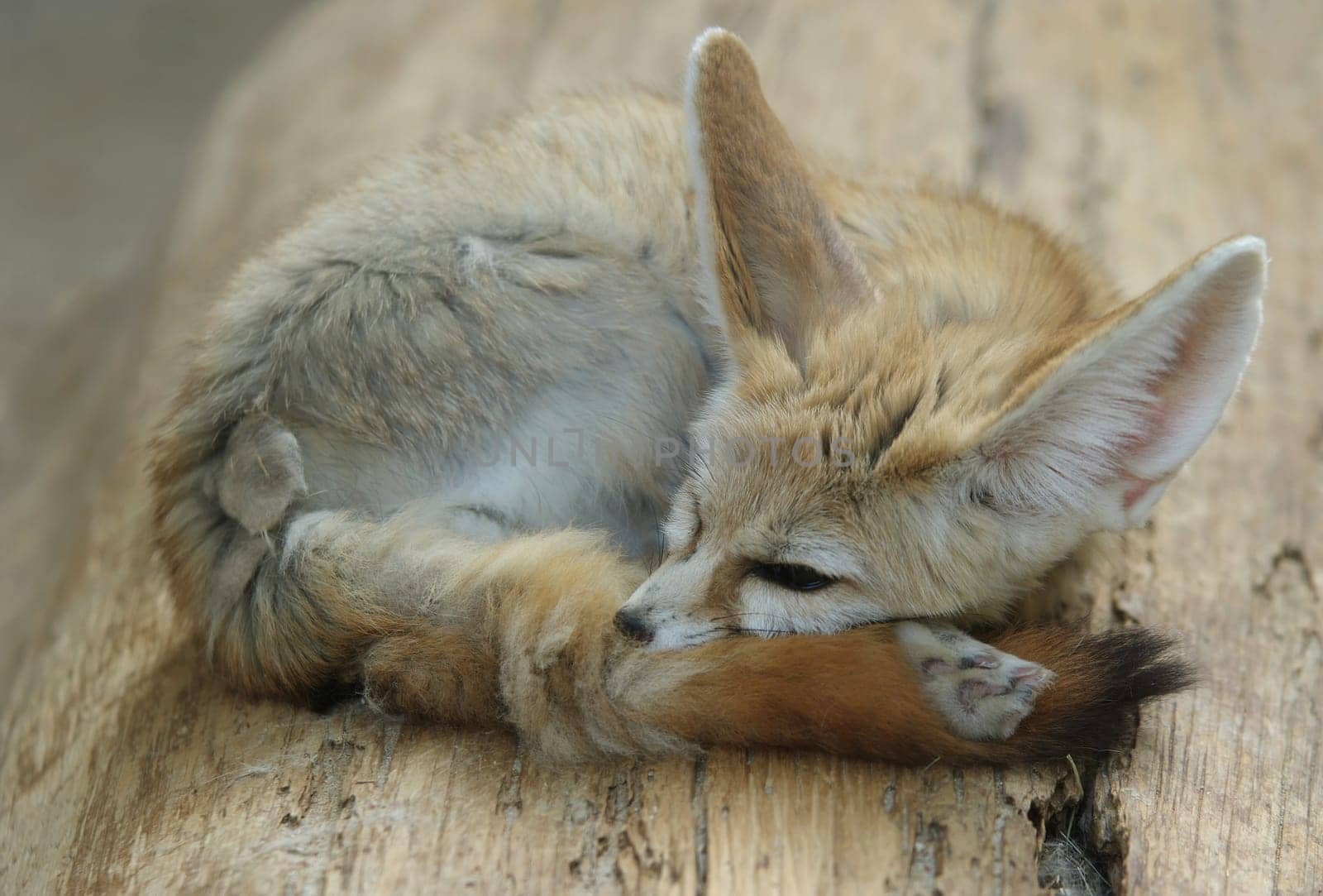 vulpes zerda,desert fox,fennec