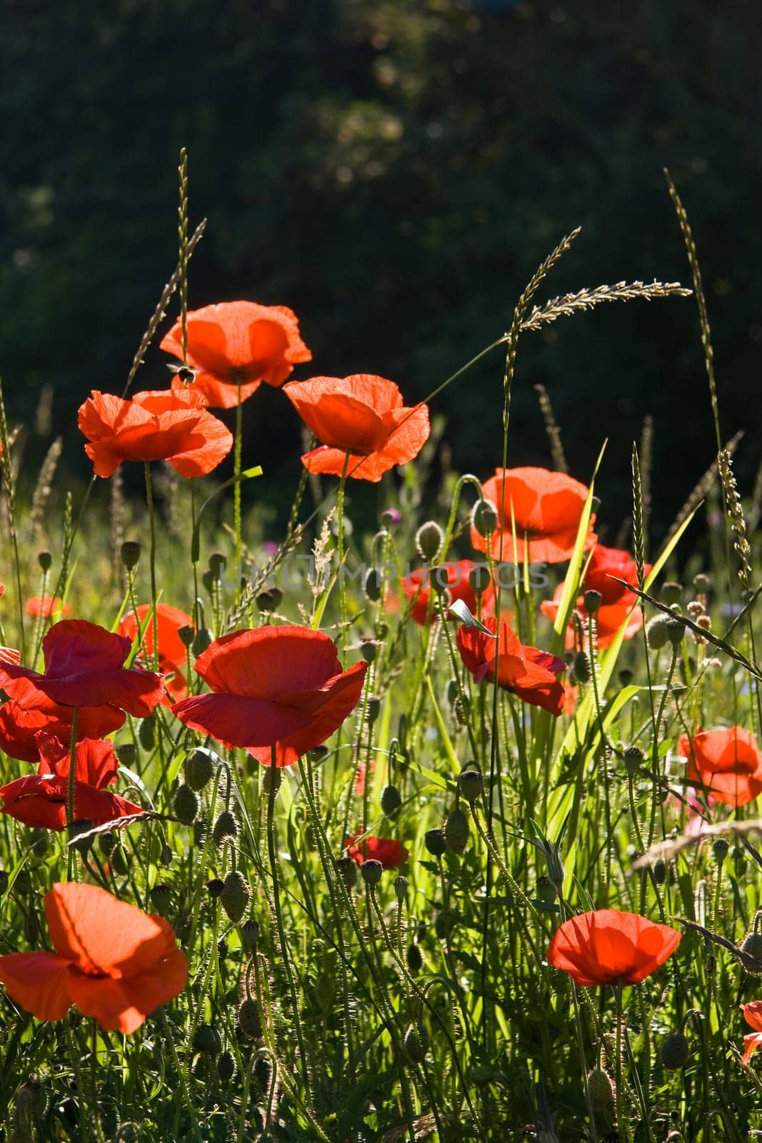 Field with poppys in the sun on a summer morning