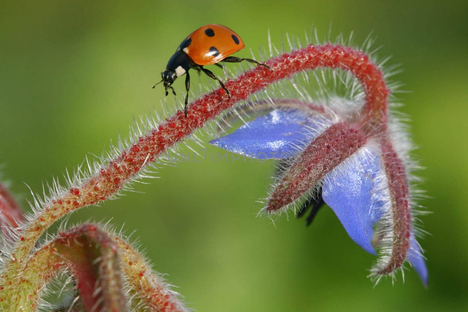 Prickly way back