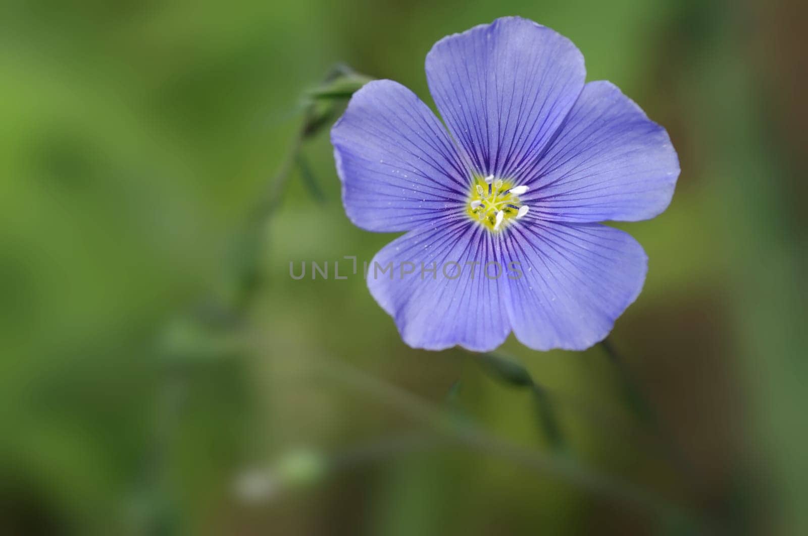 Linum perenne,flax,perennial flax