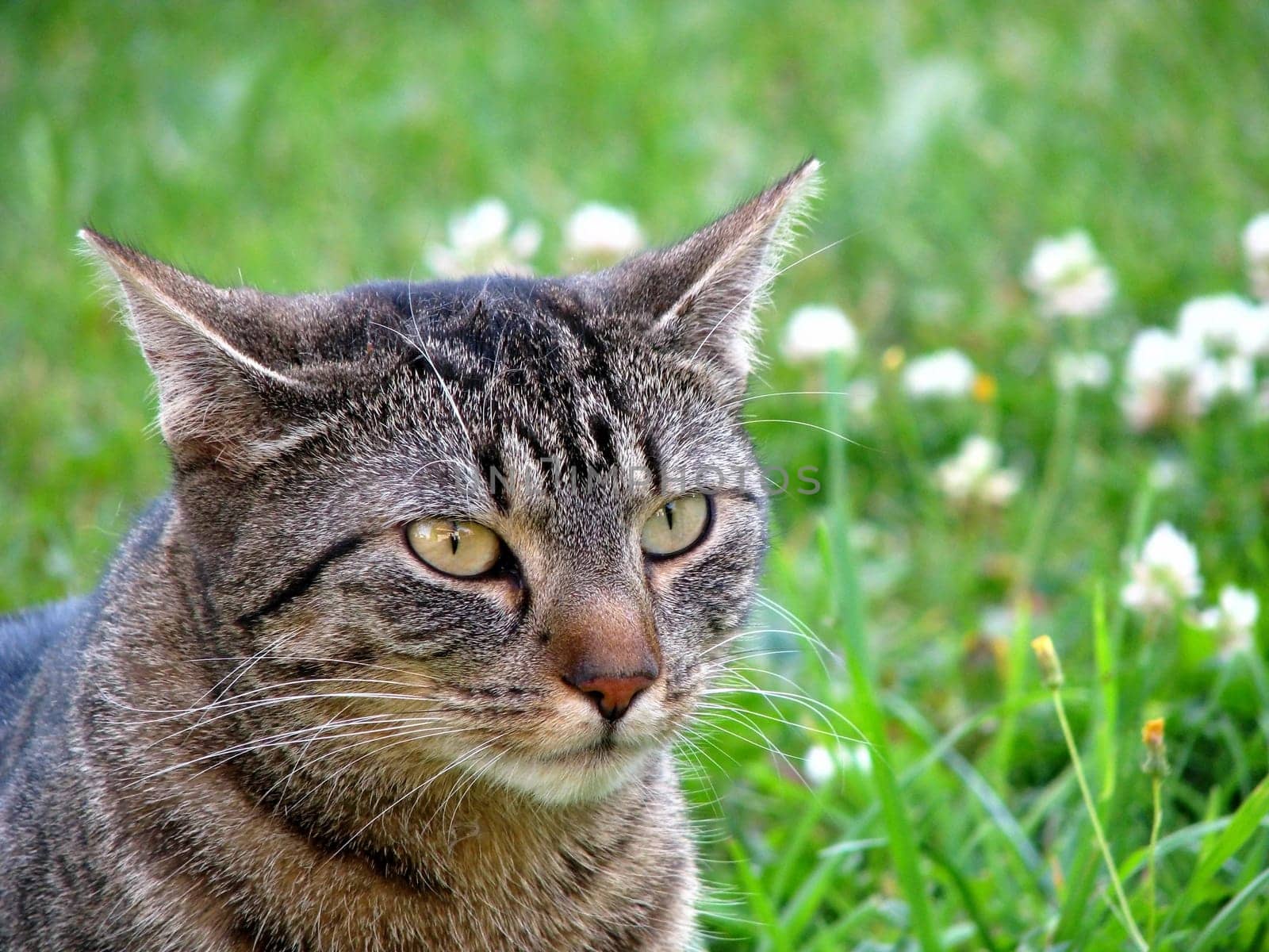 Cat Portrait