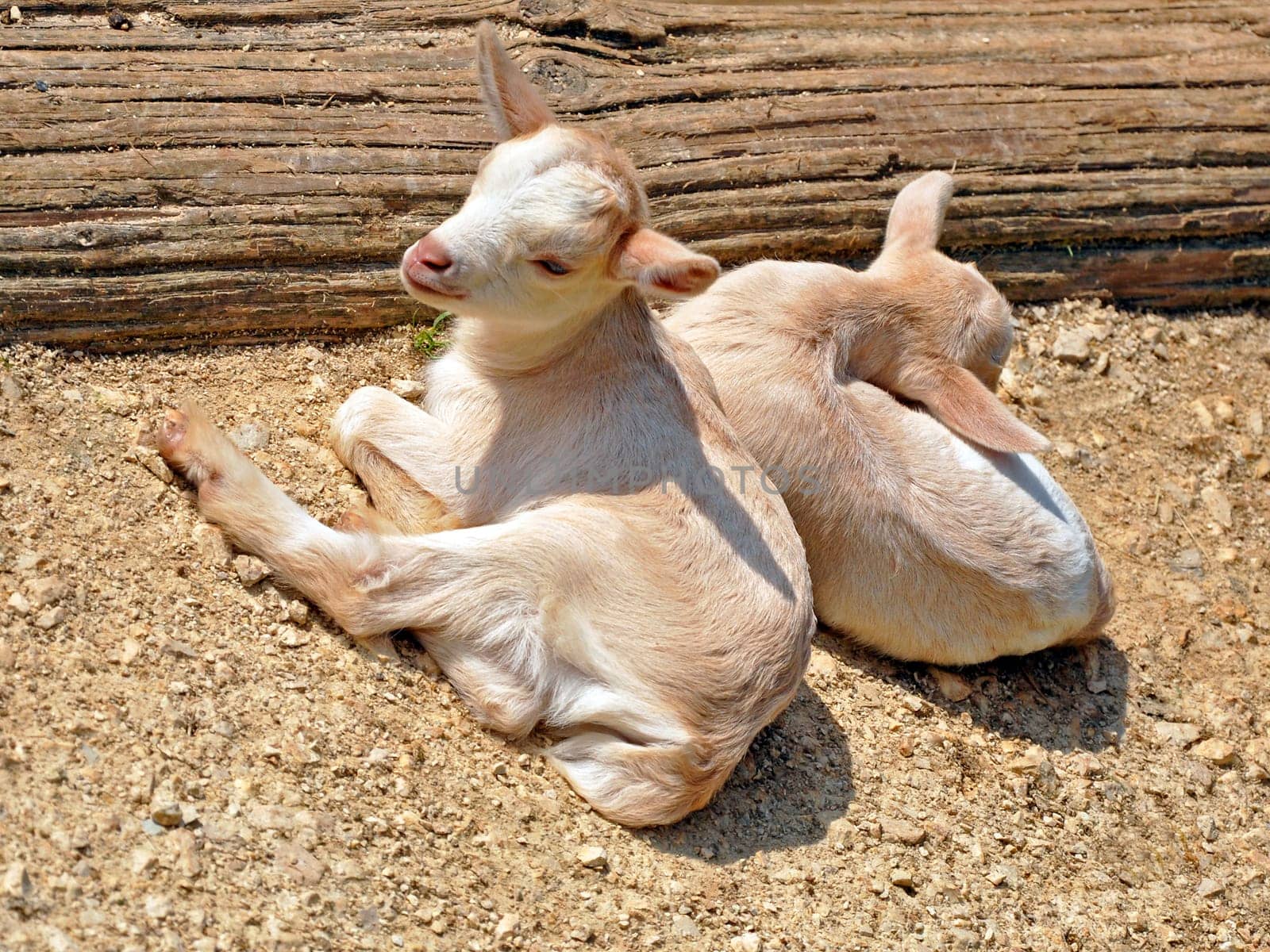 Goat twins sunbathing
