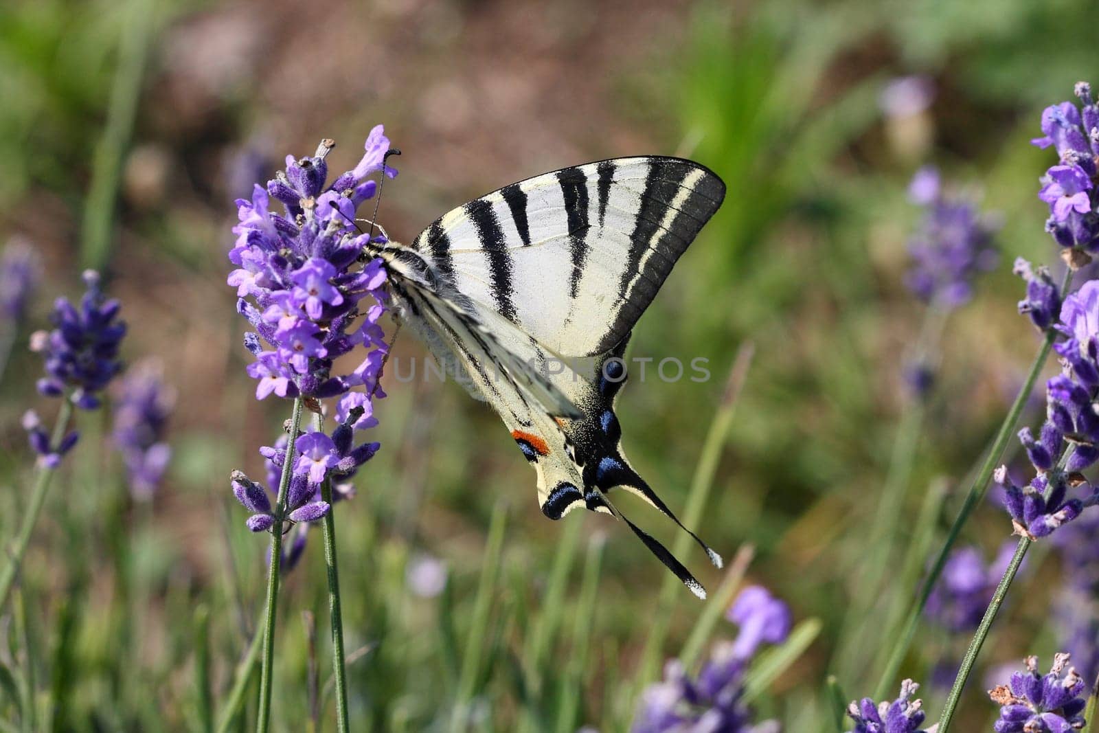 Scarce swallowtail