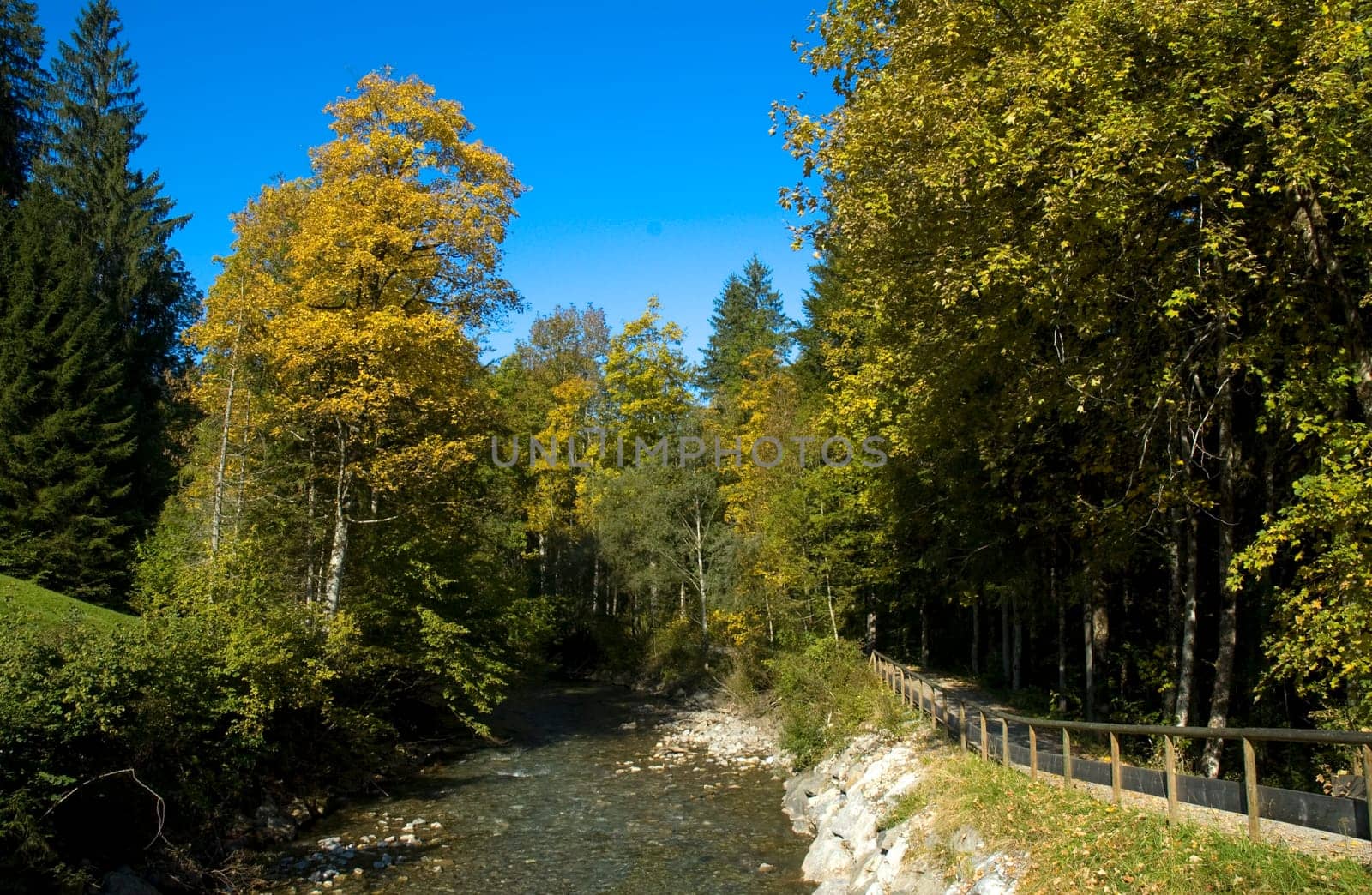 Forest and stream (mountain stream)