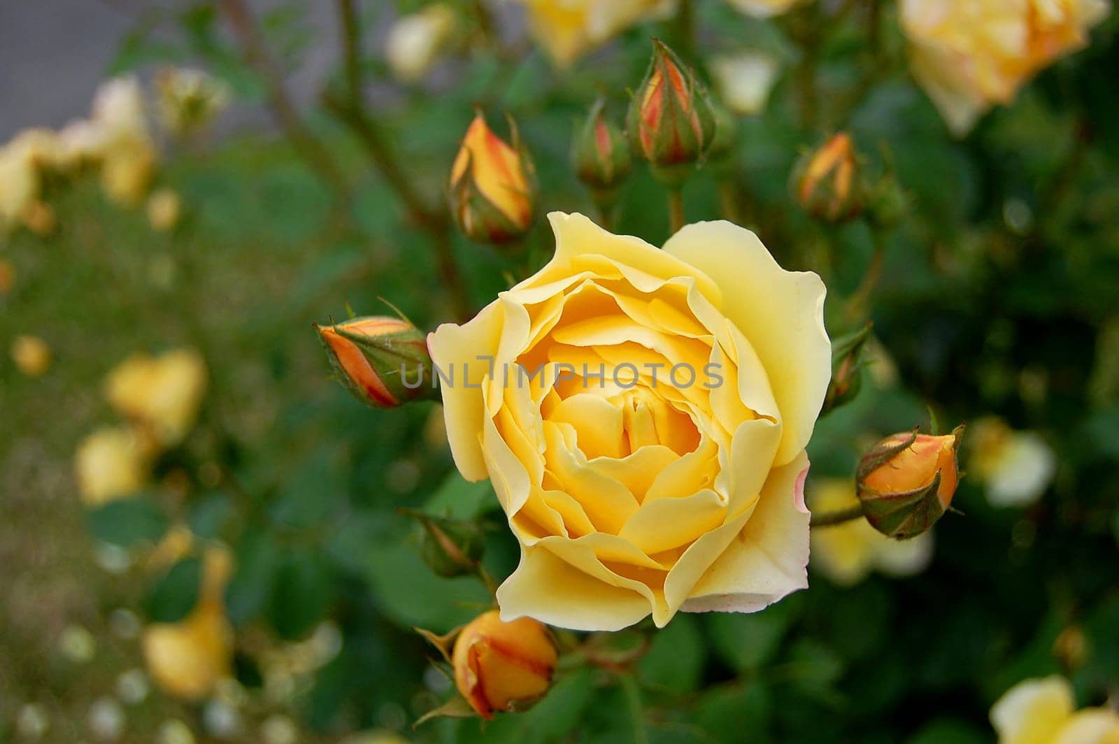 Roses