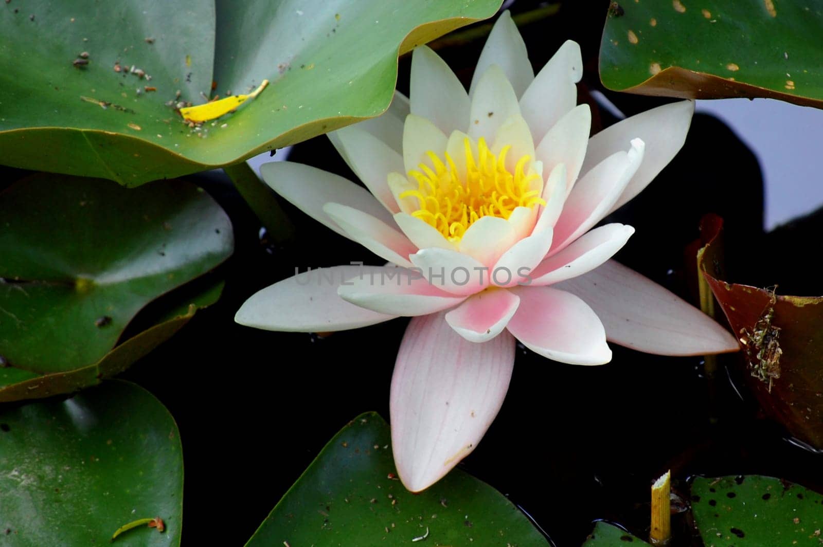 Water lily