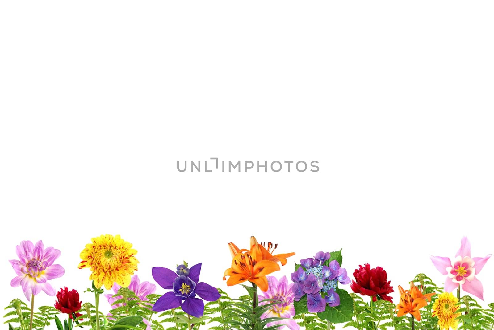 Summer Flowers