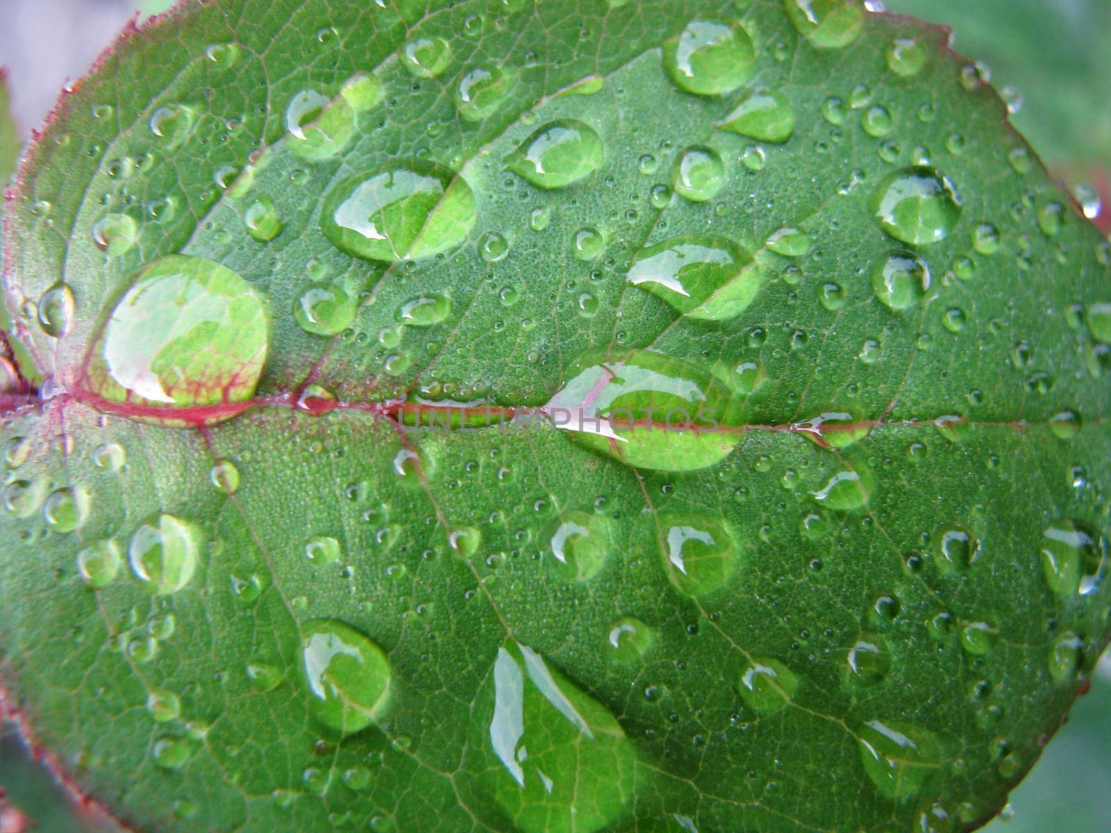 Raindrop