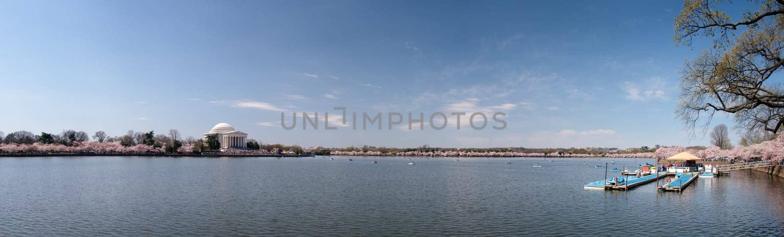 Panorama of Tidal basin with cherry blossoms