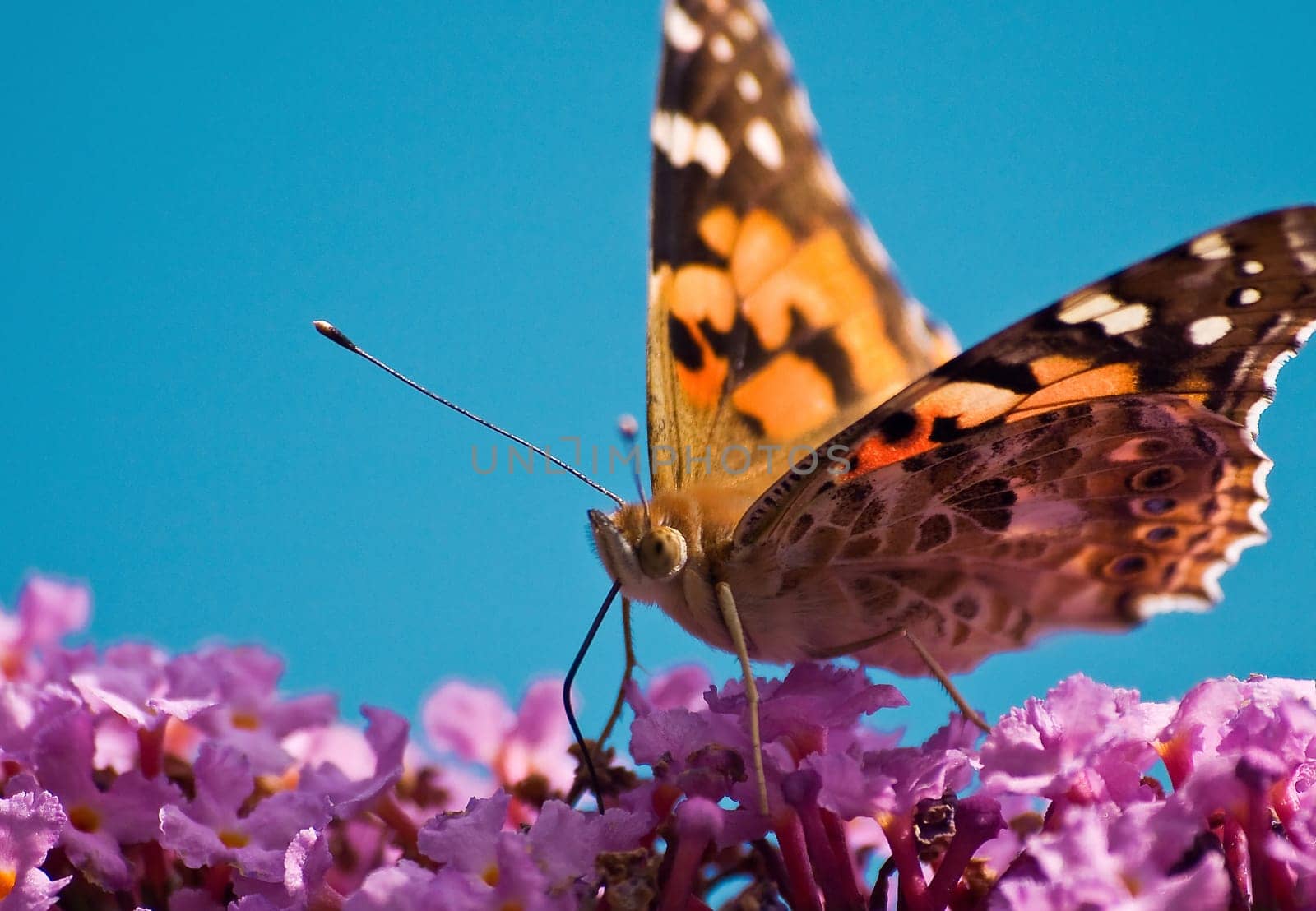 Butterfly C-Fox