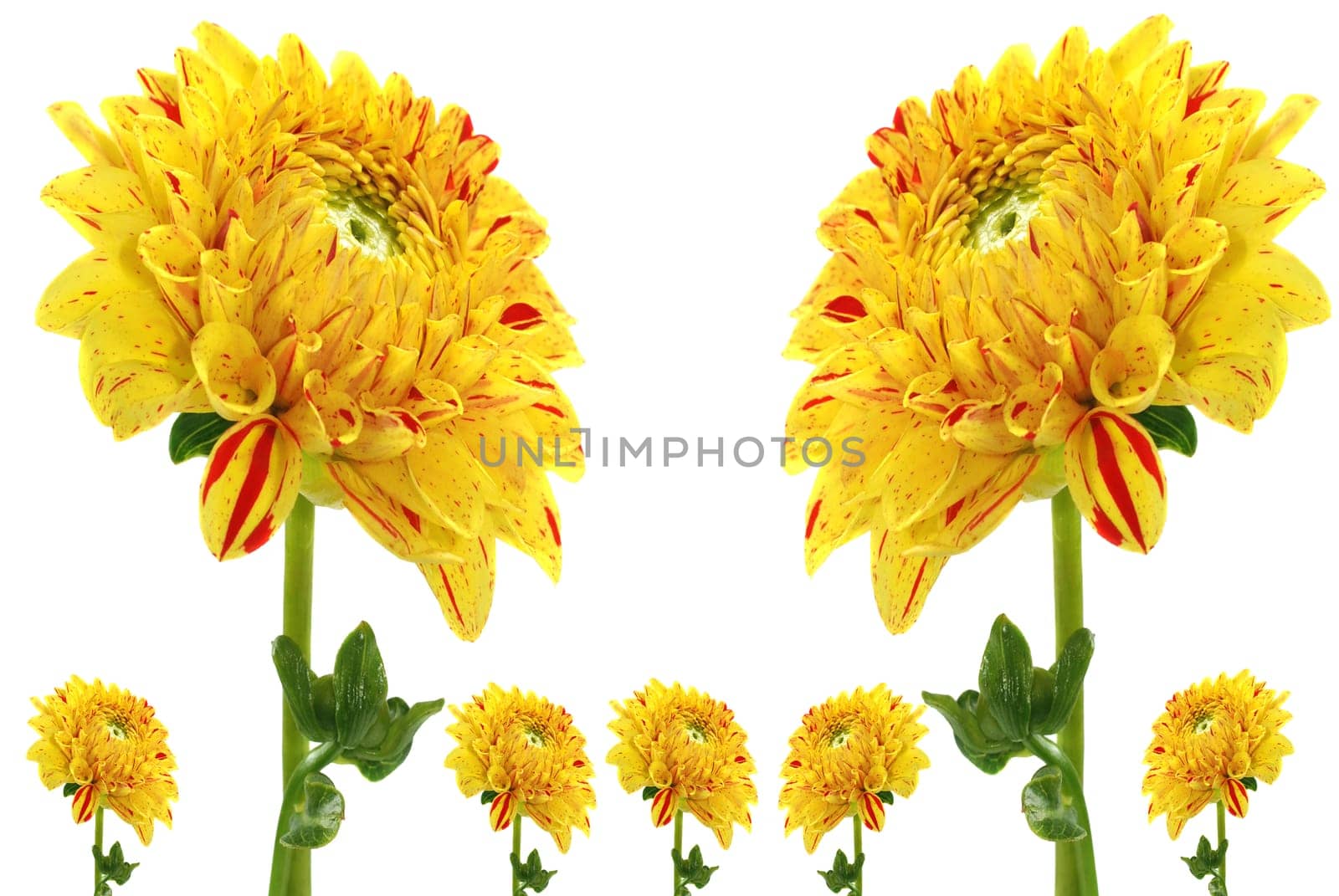 Dahlias