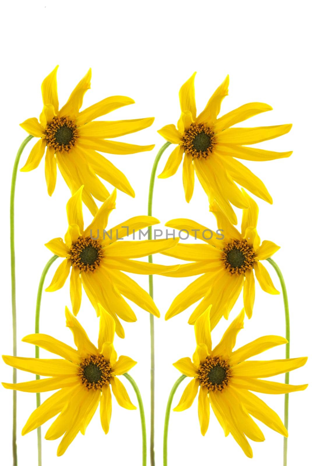 yellow flowers