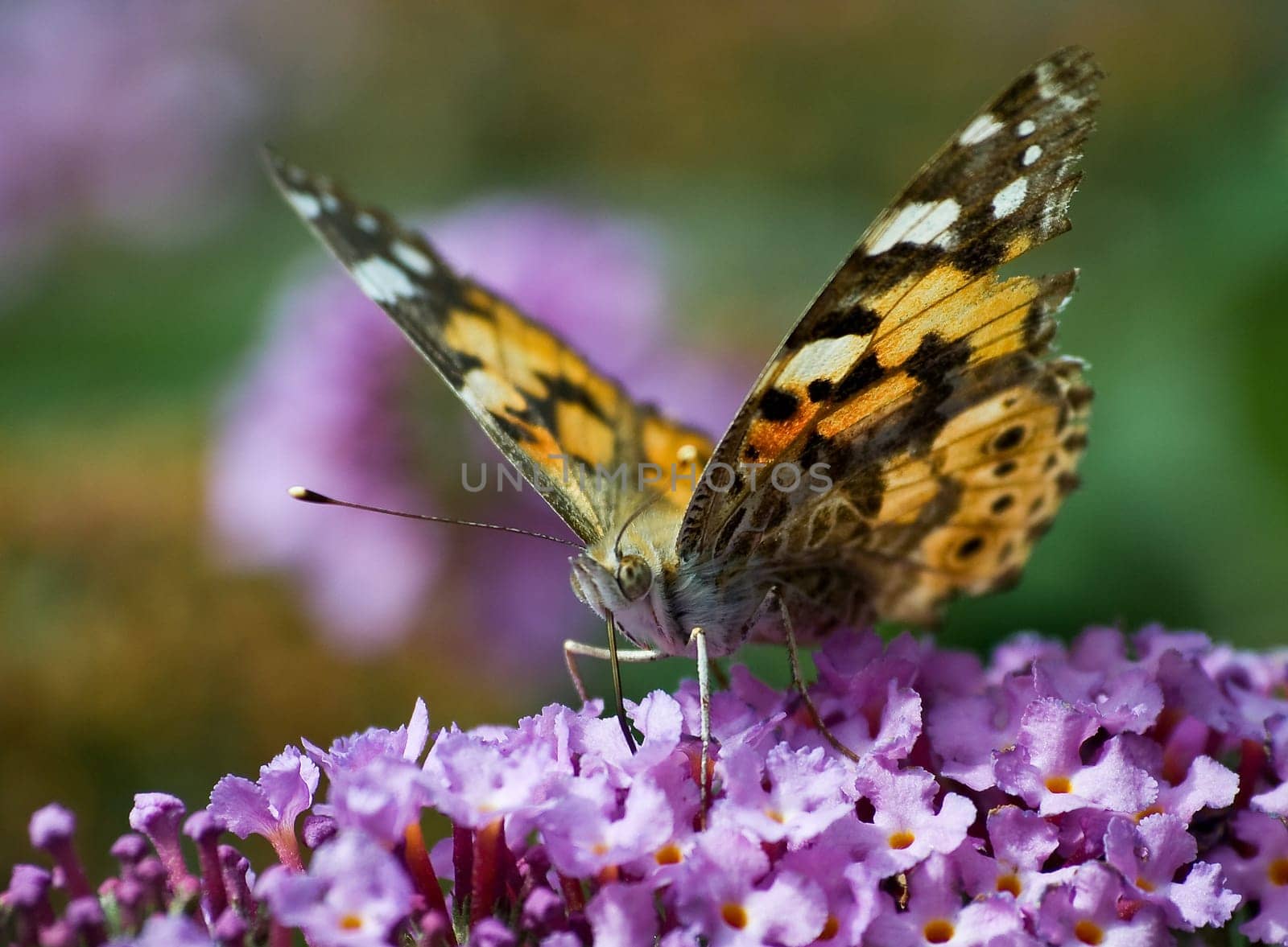 Butterfly C-Fox