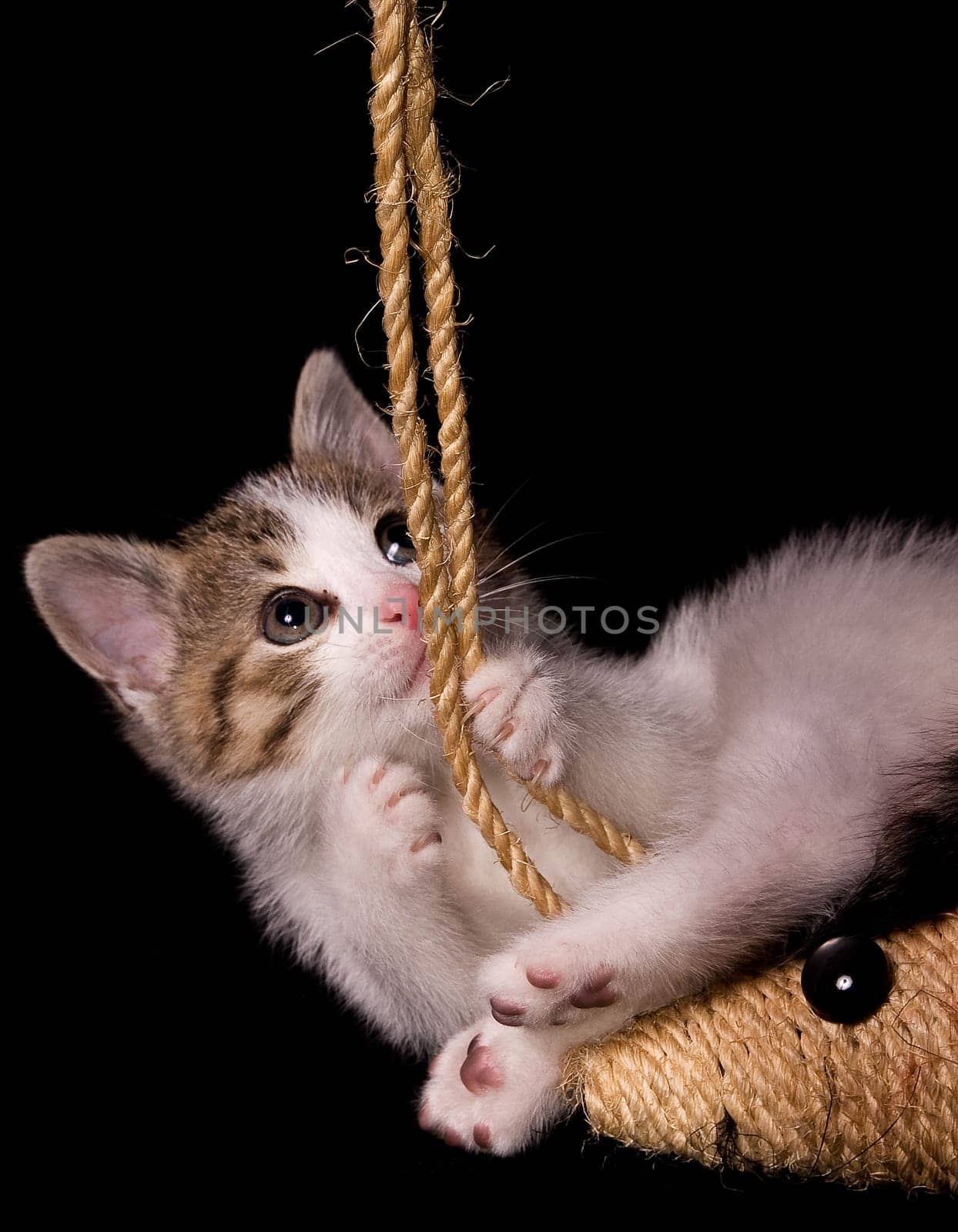 young playing kitten