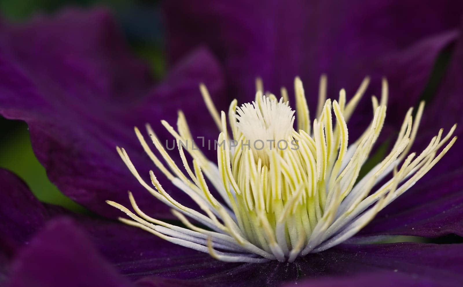 Clematis