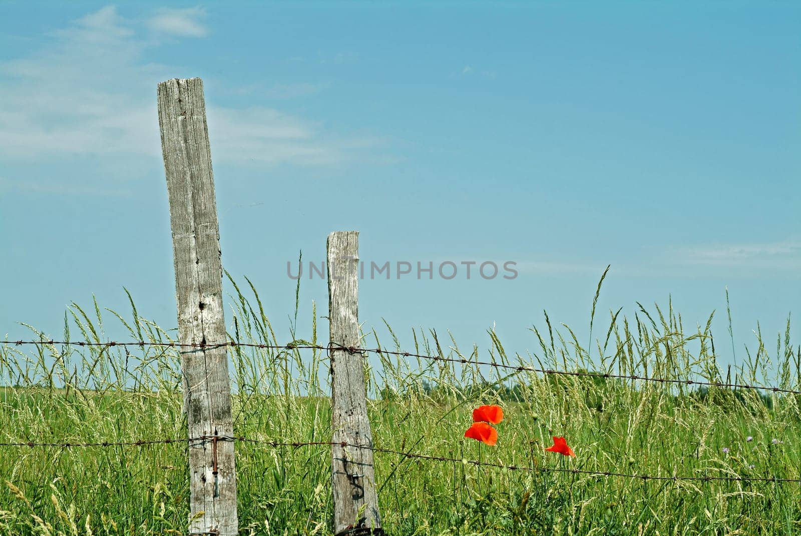 Poppies by the wayside