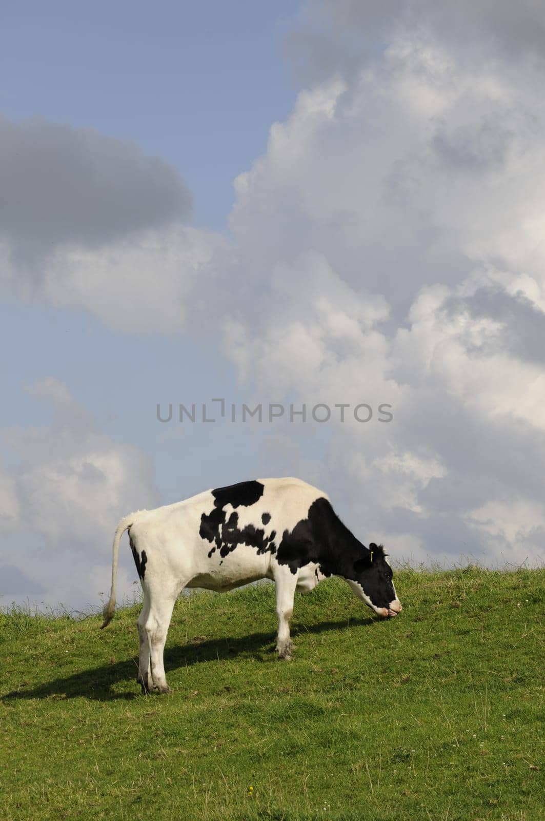 Cow,grazing