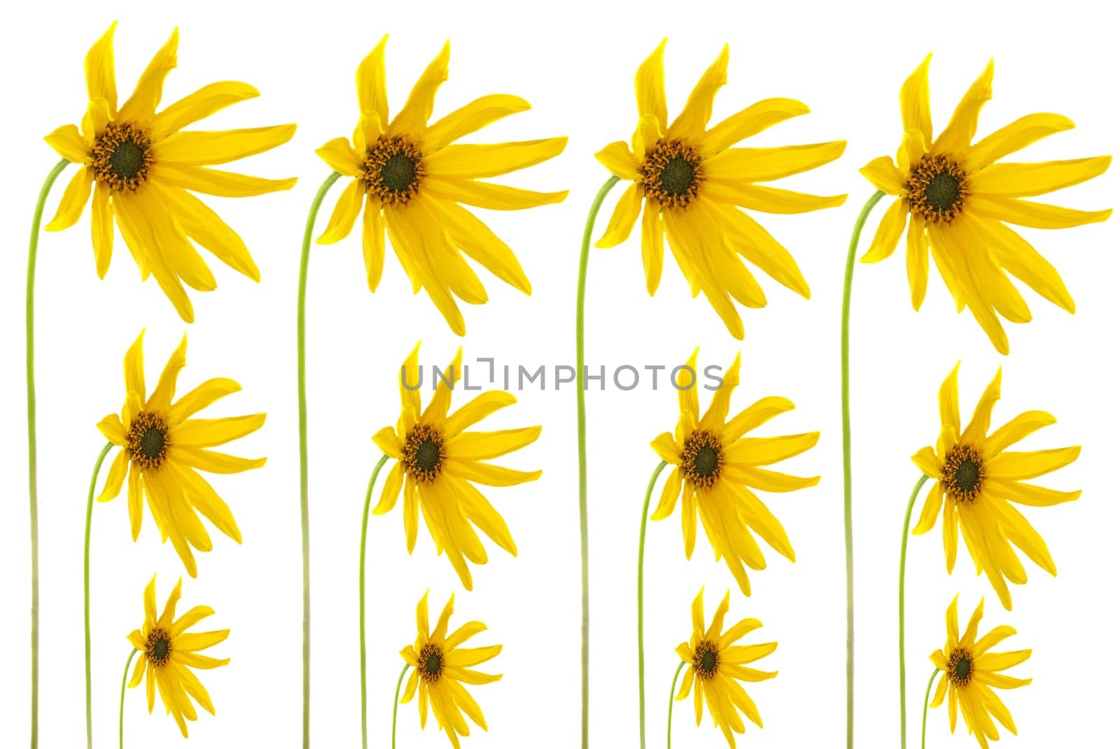 Coneflower