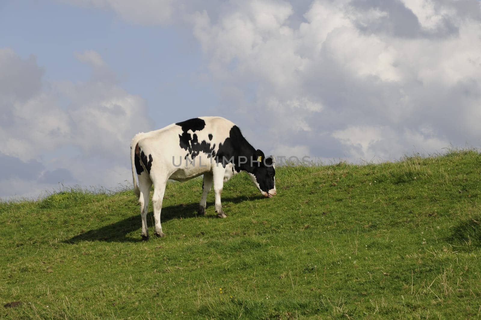 Cow,grazing