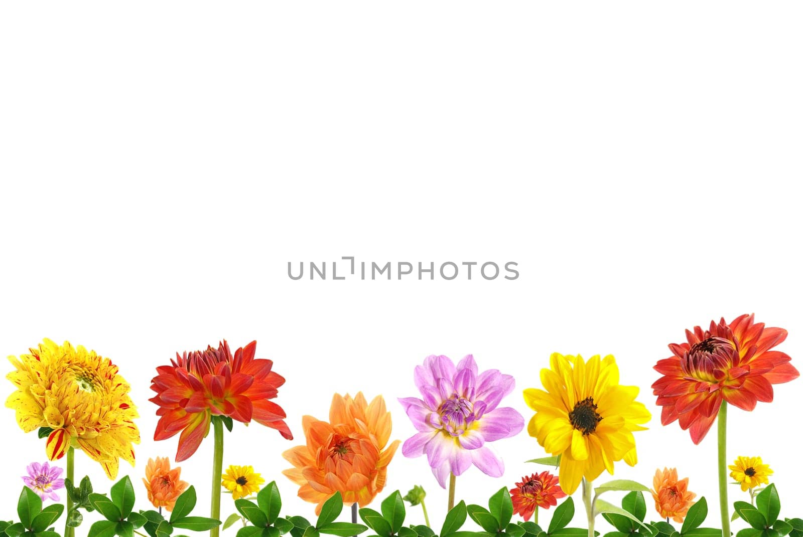 Flower meadow