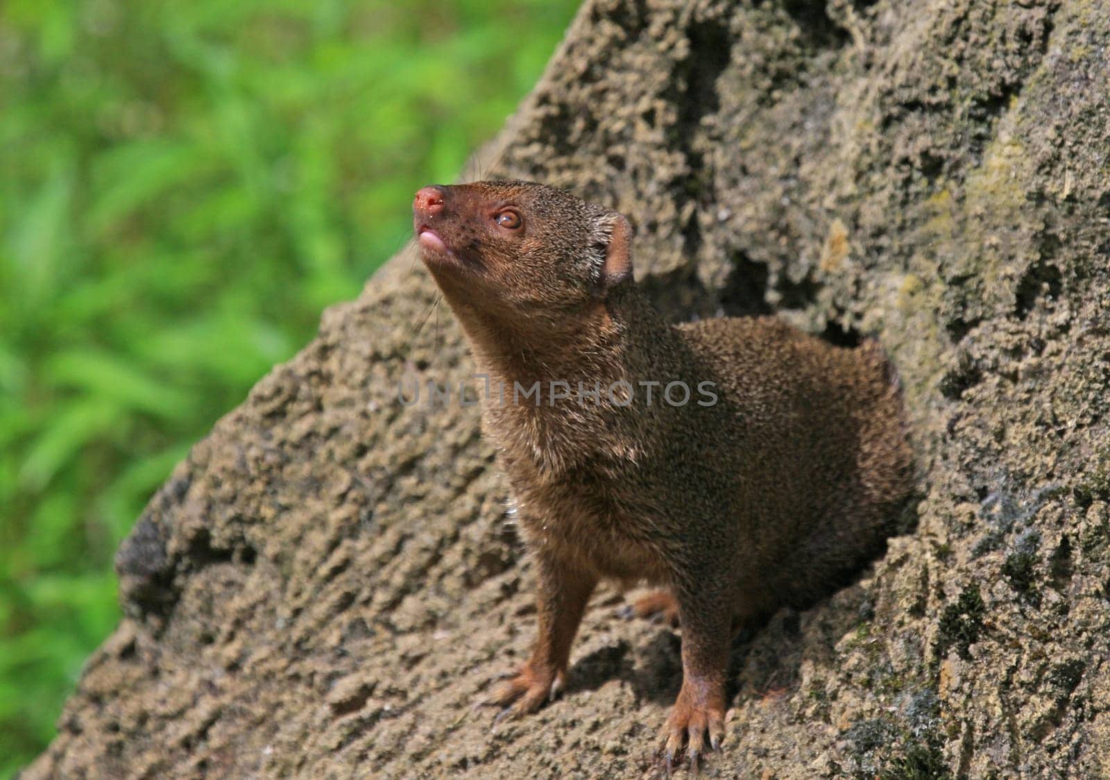 Dwarf Mongoose
