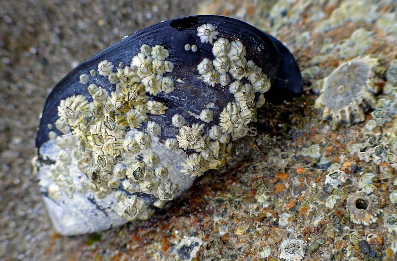 Barnacles are sessile crustaceans that attach themselves to stones and rocks,but also to crabs,mussels (especially mussels!),snails and even humpback whales. A special adhesive allows them to withstand even the most extreme conditions.