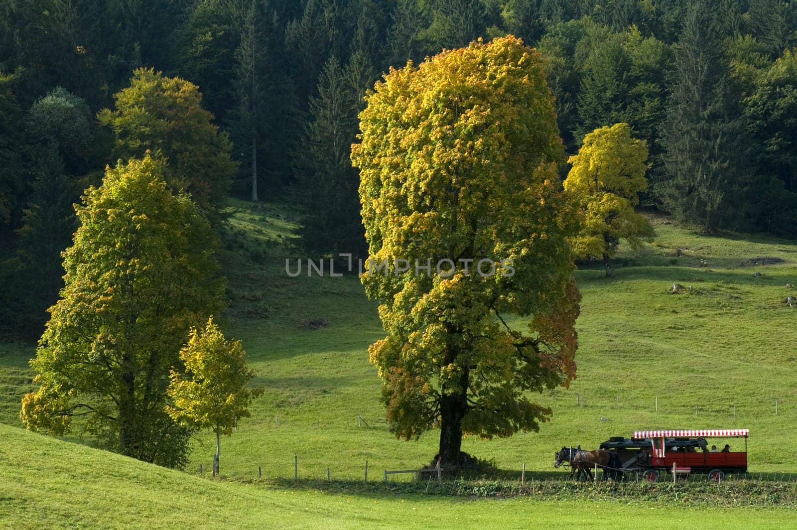 Horse-drawn carriage and maple tree